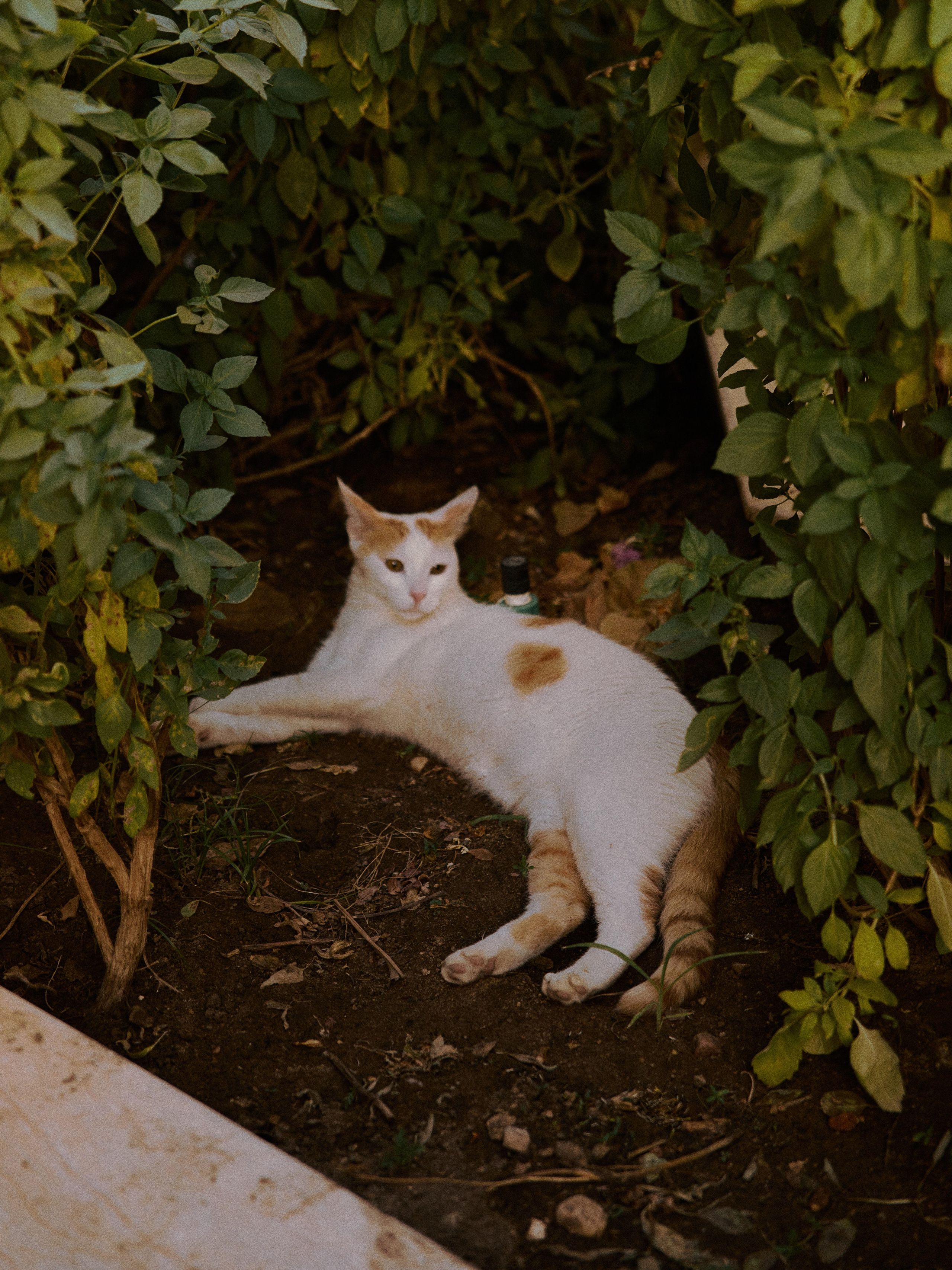 Другое 2. Jorgis Talè — photographer, kind person, teacher of arts and other mag