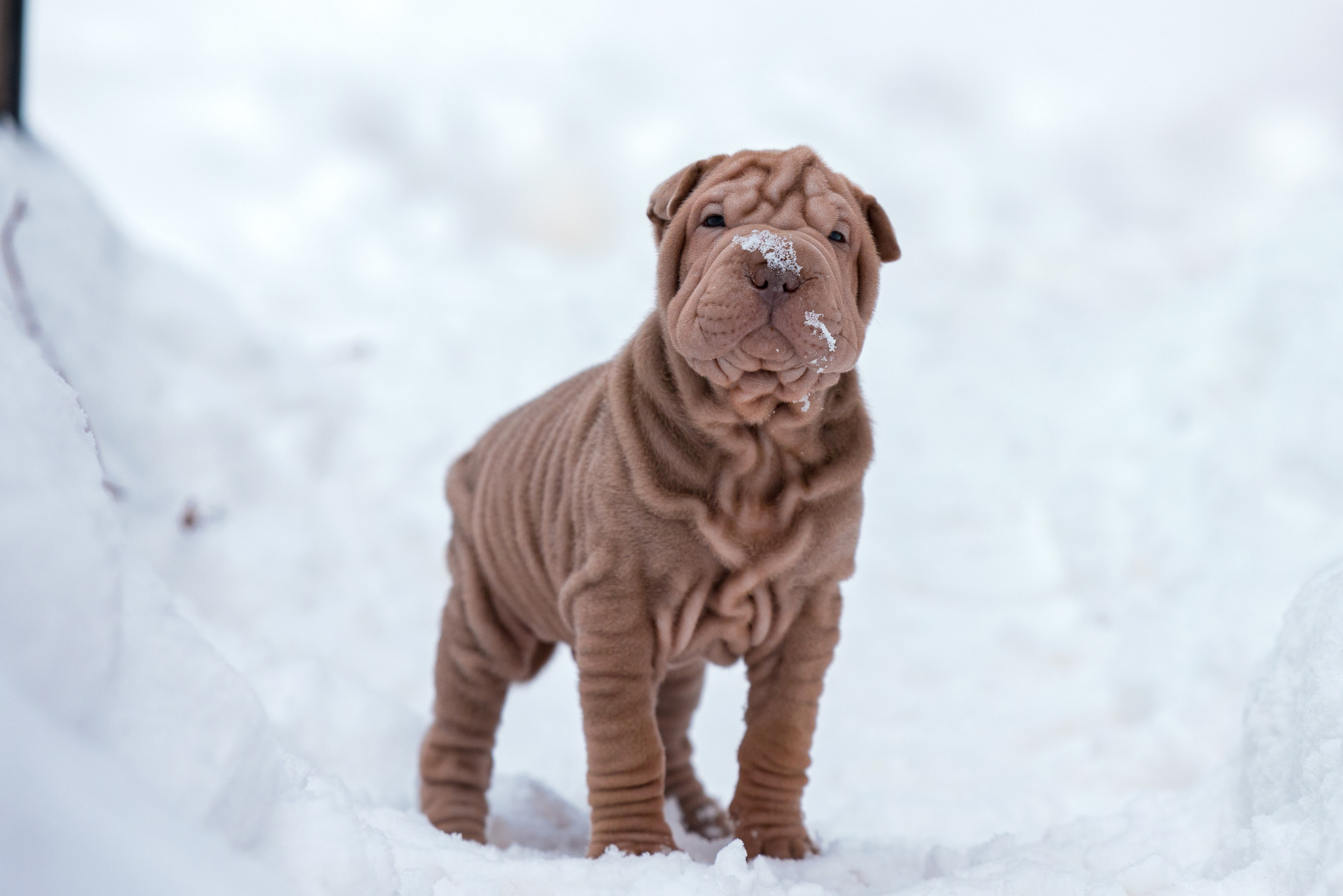 В гостях у шарпеев 16.01.2024. Фотограф-анималист Юлия Германика
