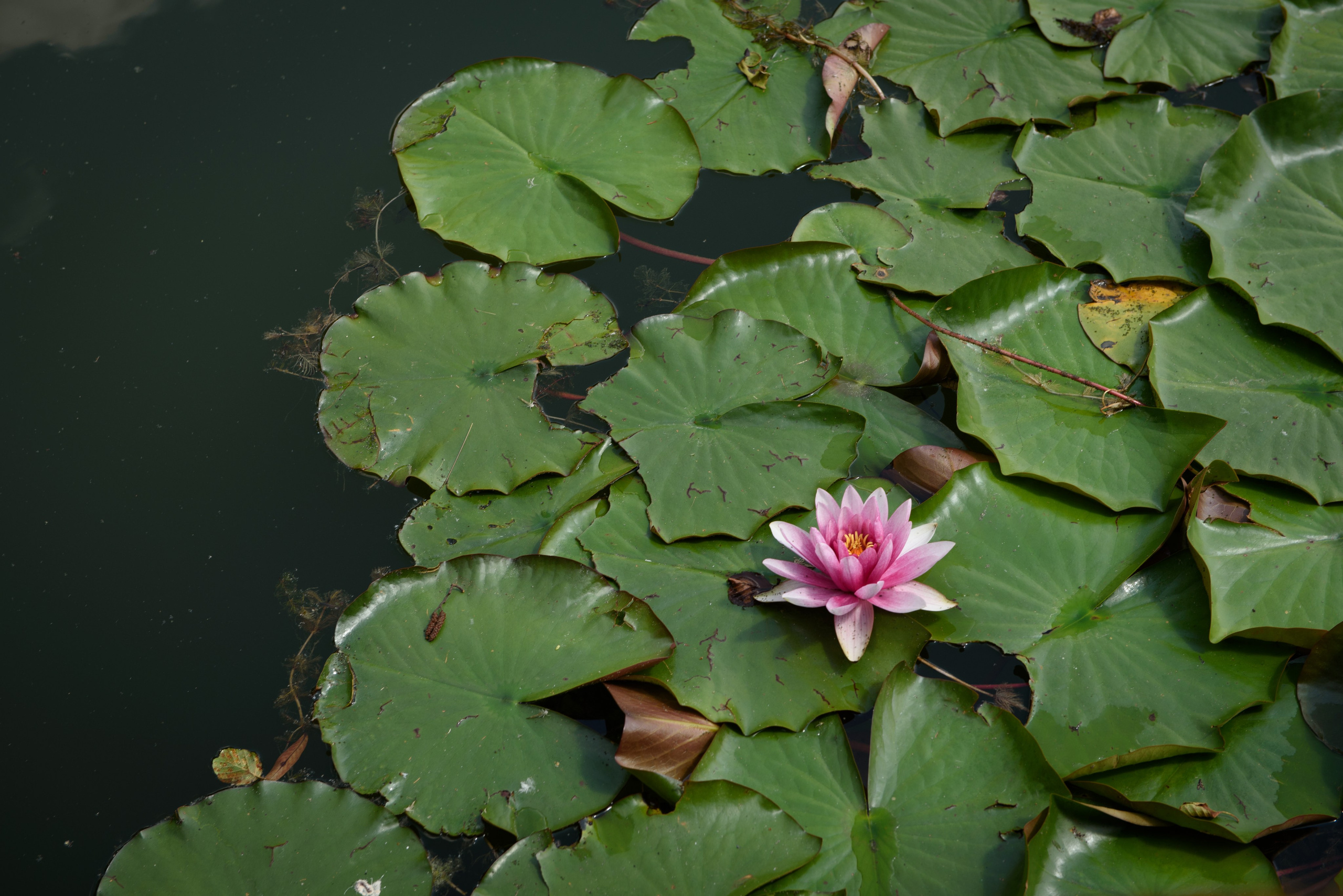 Прогулка по Минску. Анна Боровикова, фотограф Пушкино
