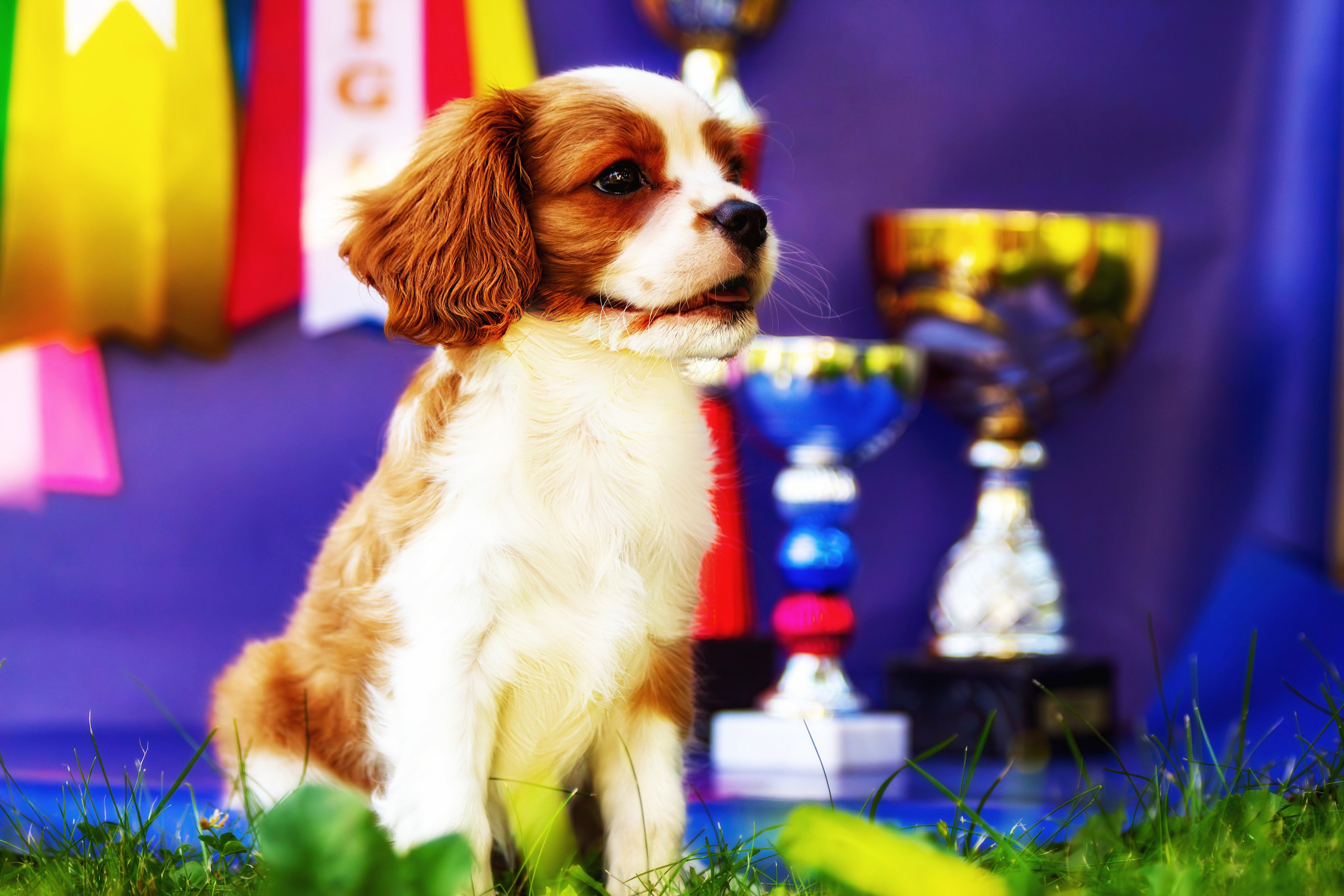 Фотосессия щенков от 7-и дней в стиле ньюборн. Фотограф анималист — Тула, Москва