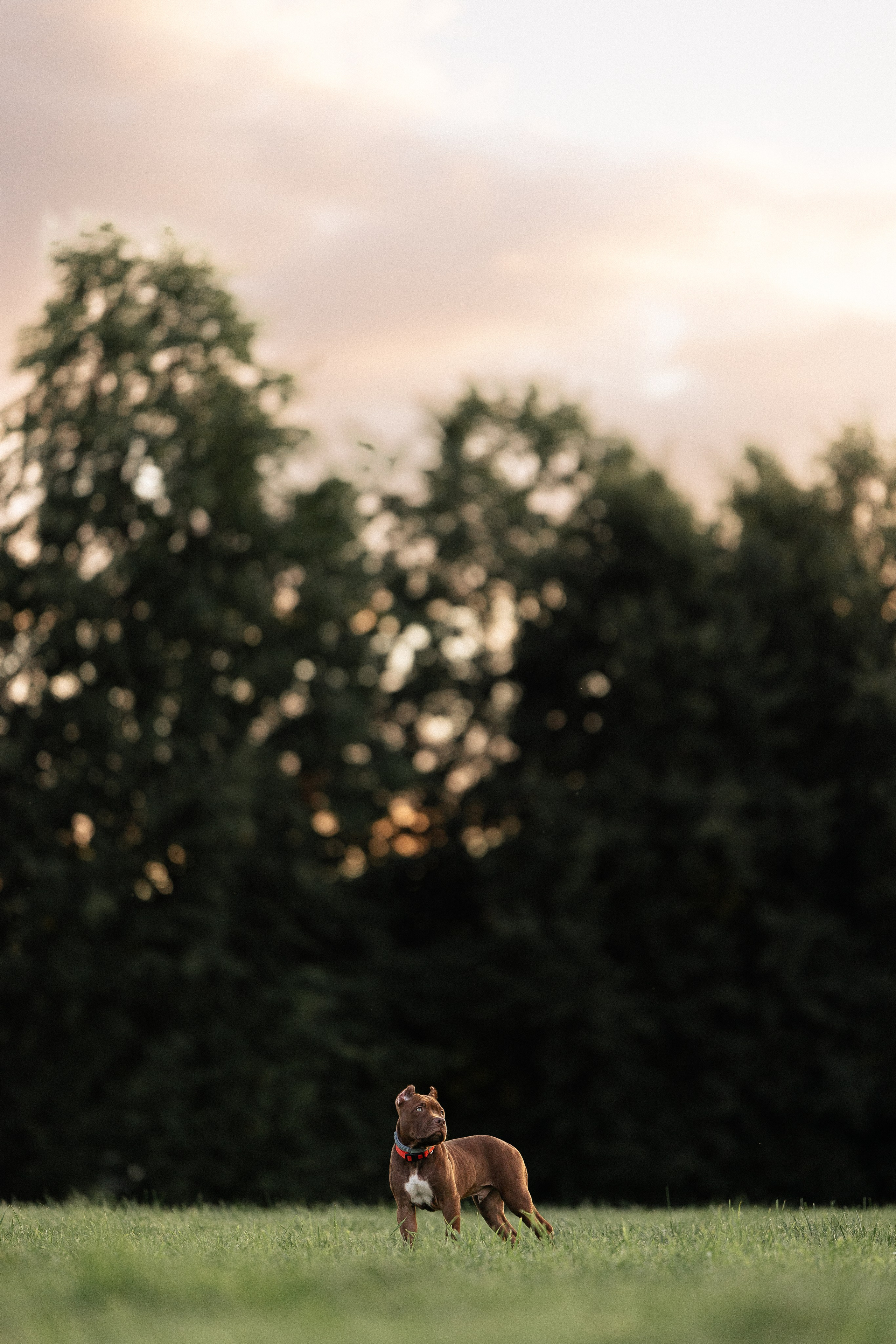 Елена и Хан. Фотограф и видеограф анималист Аганина Дарья