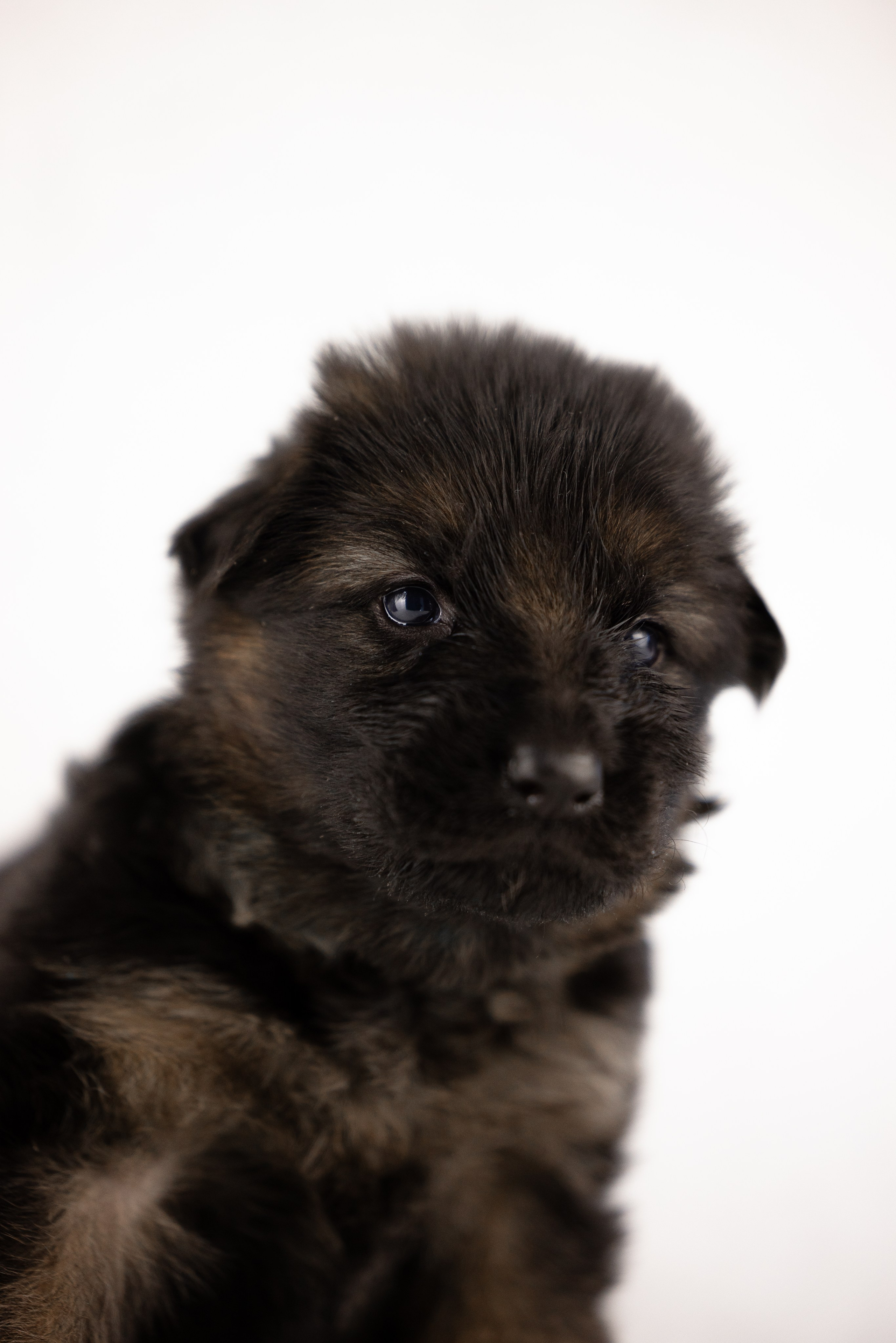 Немецкая овчарка. Фотограф и видеограф анималист Аганина Дарья