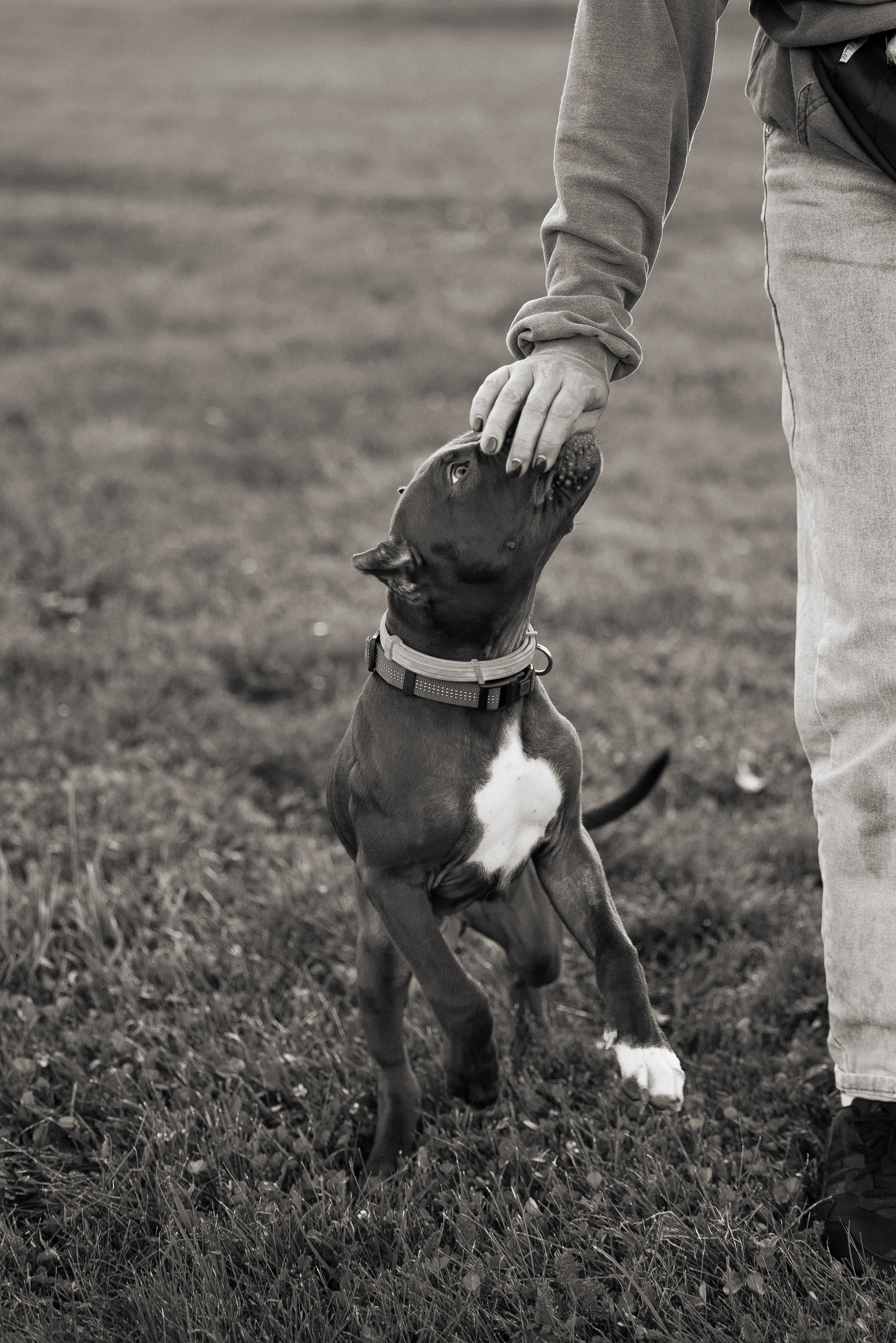 Елена и Хан. Фотограф и видеограф анималист Аганина Дарья