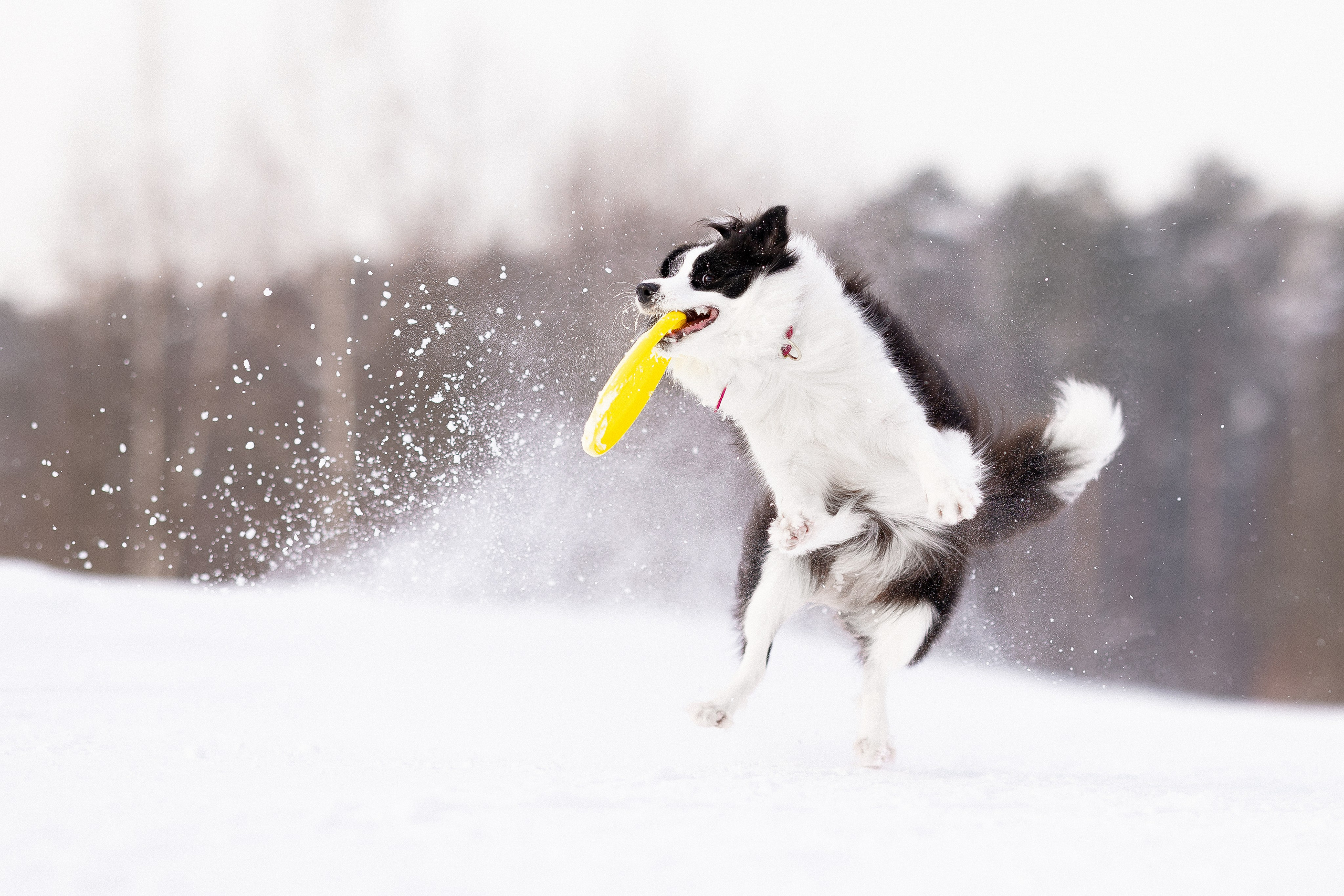 Лилия, Алексей и Ариана. Фотограф и видеограф анималист Аганина Дарья