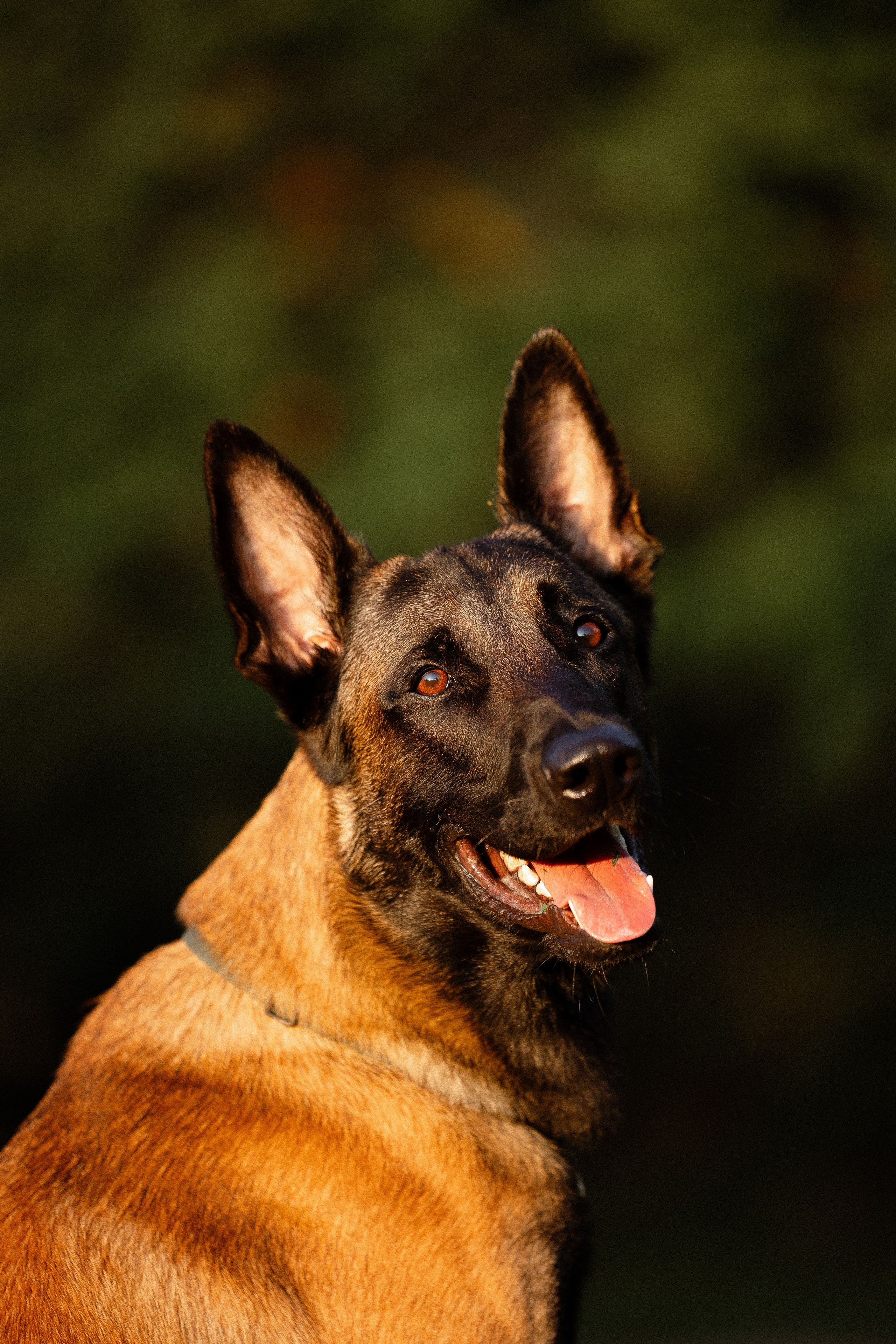 Галина и Кодекс. Фотограф и видеограф анималист Аганина Дарья