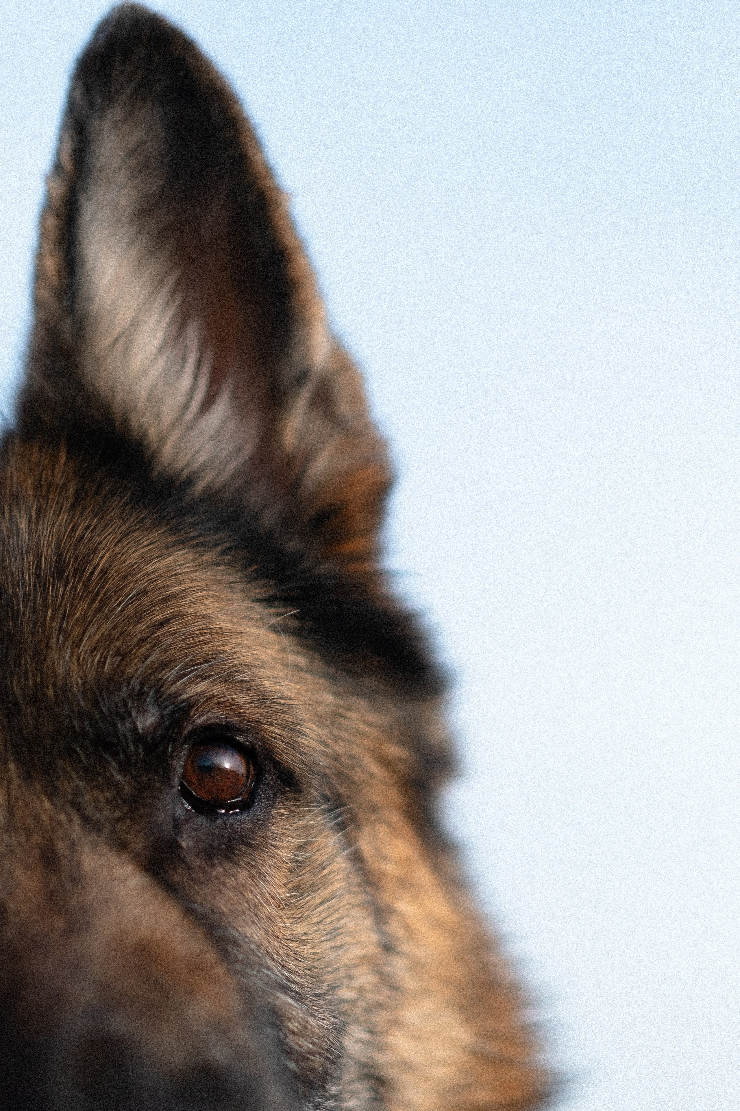 Оля и Джерри. Фотограф и видеограф анималист Аганина Дарья