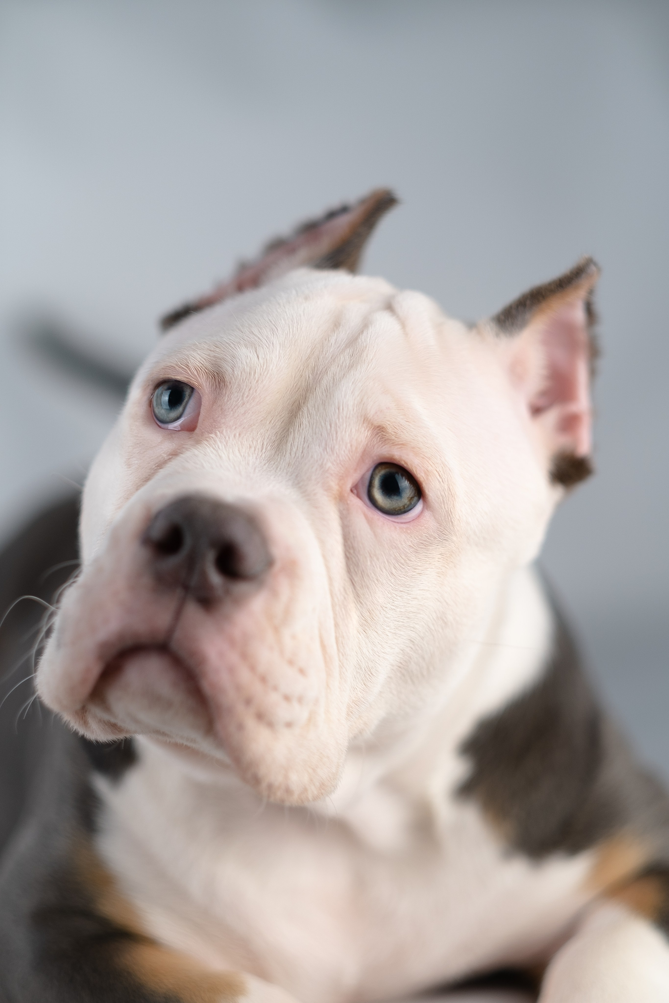 Зевс. Фотограф и видеограф анималист Аганина Дарья