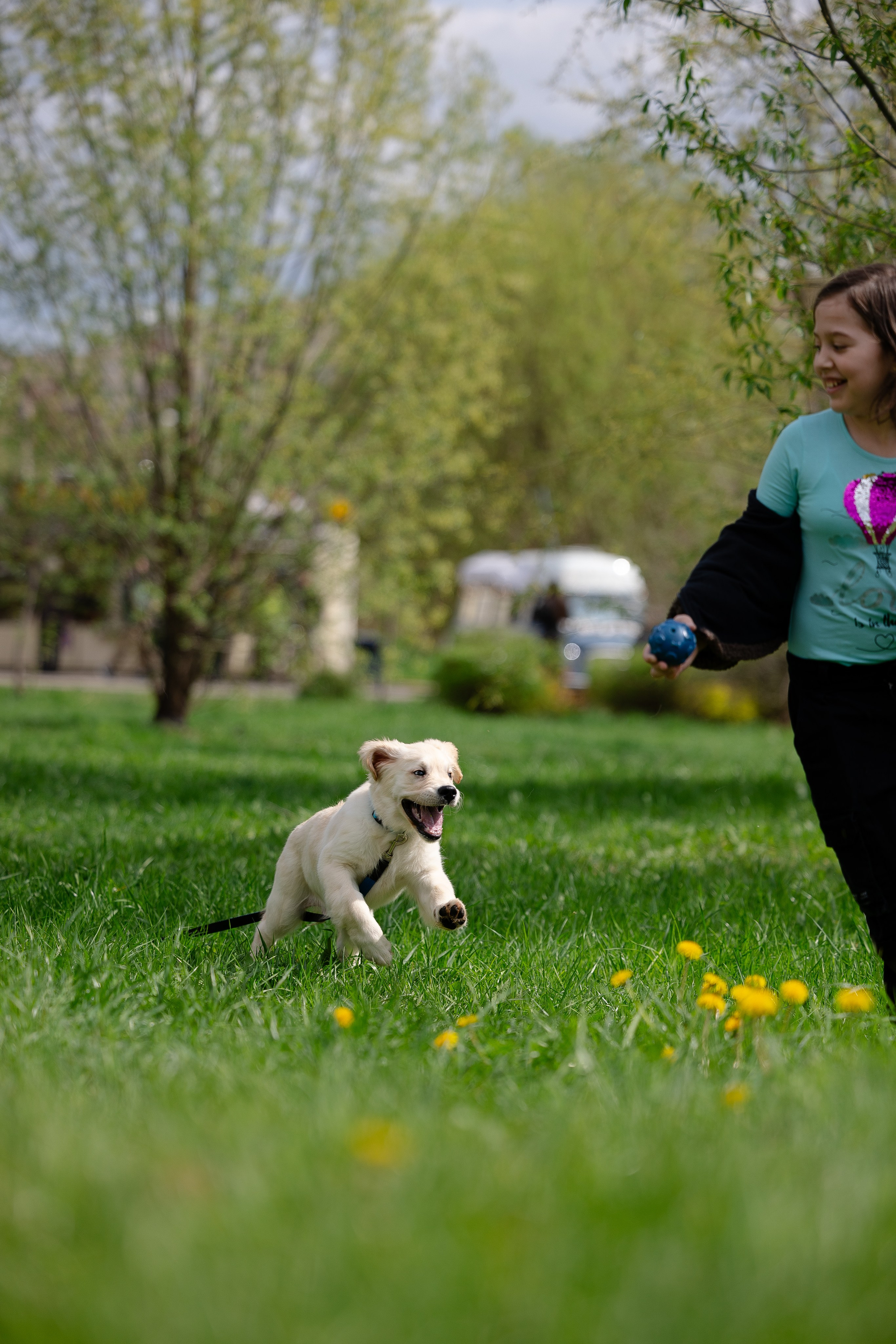 Голден ретривер. Фотограф и видеограф анималист Аганина Дарья