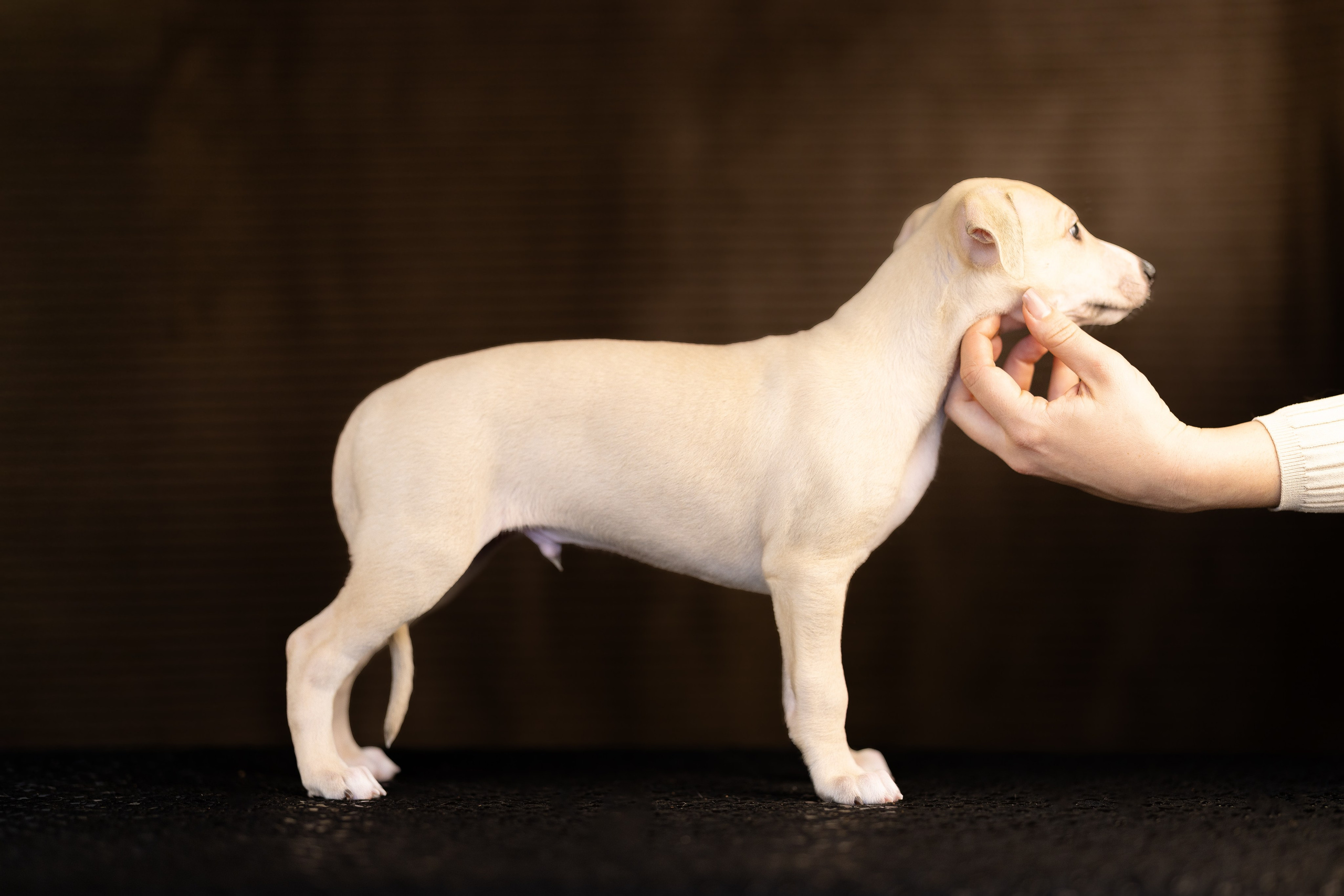 Уиппет. Фотограф и видеограф анималист Аганина Дарья