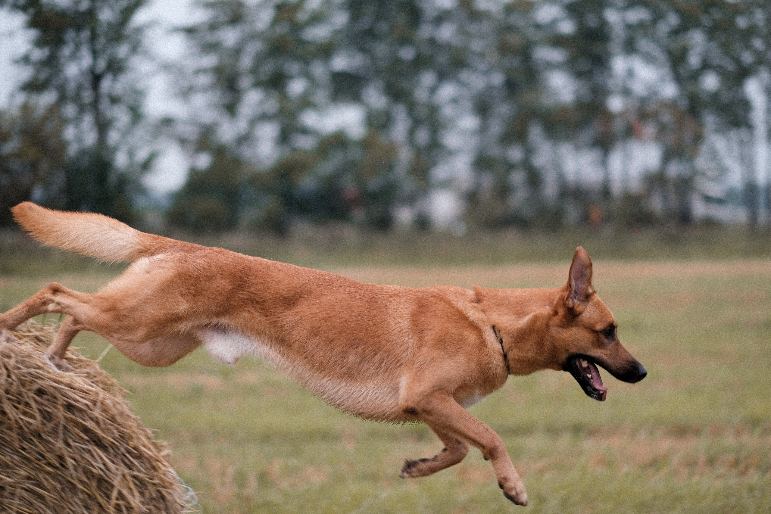 Тео и Оля. Фотограф и видеограф анималист Аганина Дарья