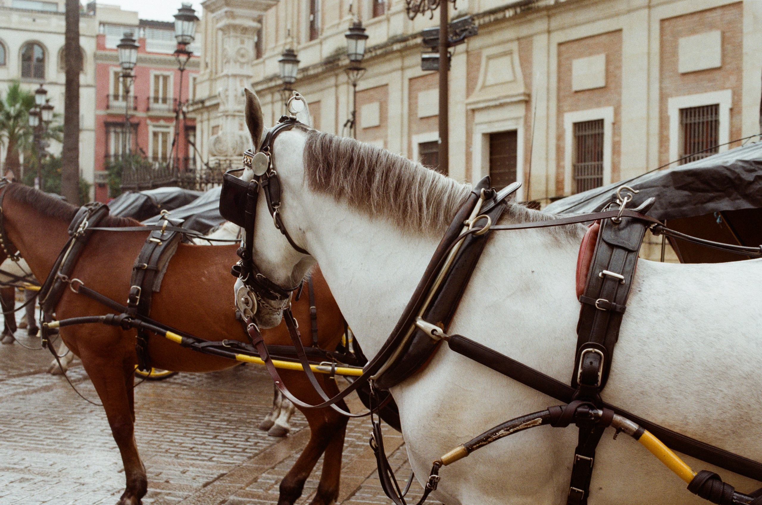 Spanish sahara // spain, seville. EVER EXPOSED