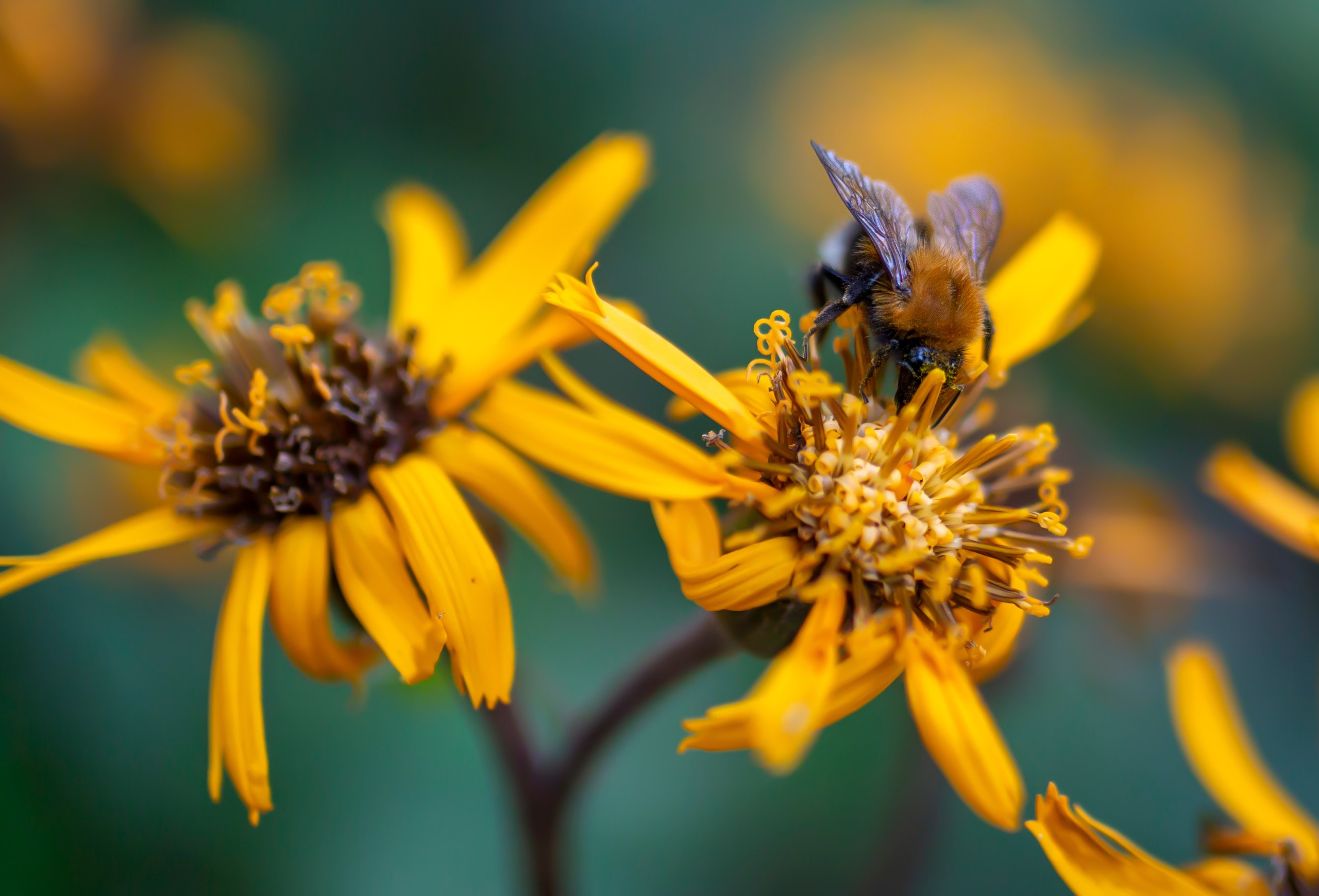 Флора и фауна. Sergey Shapovalov, фотограф, видеограф, графический дизайнер, монтажер