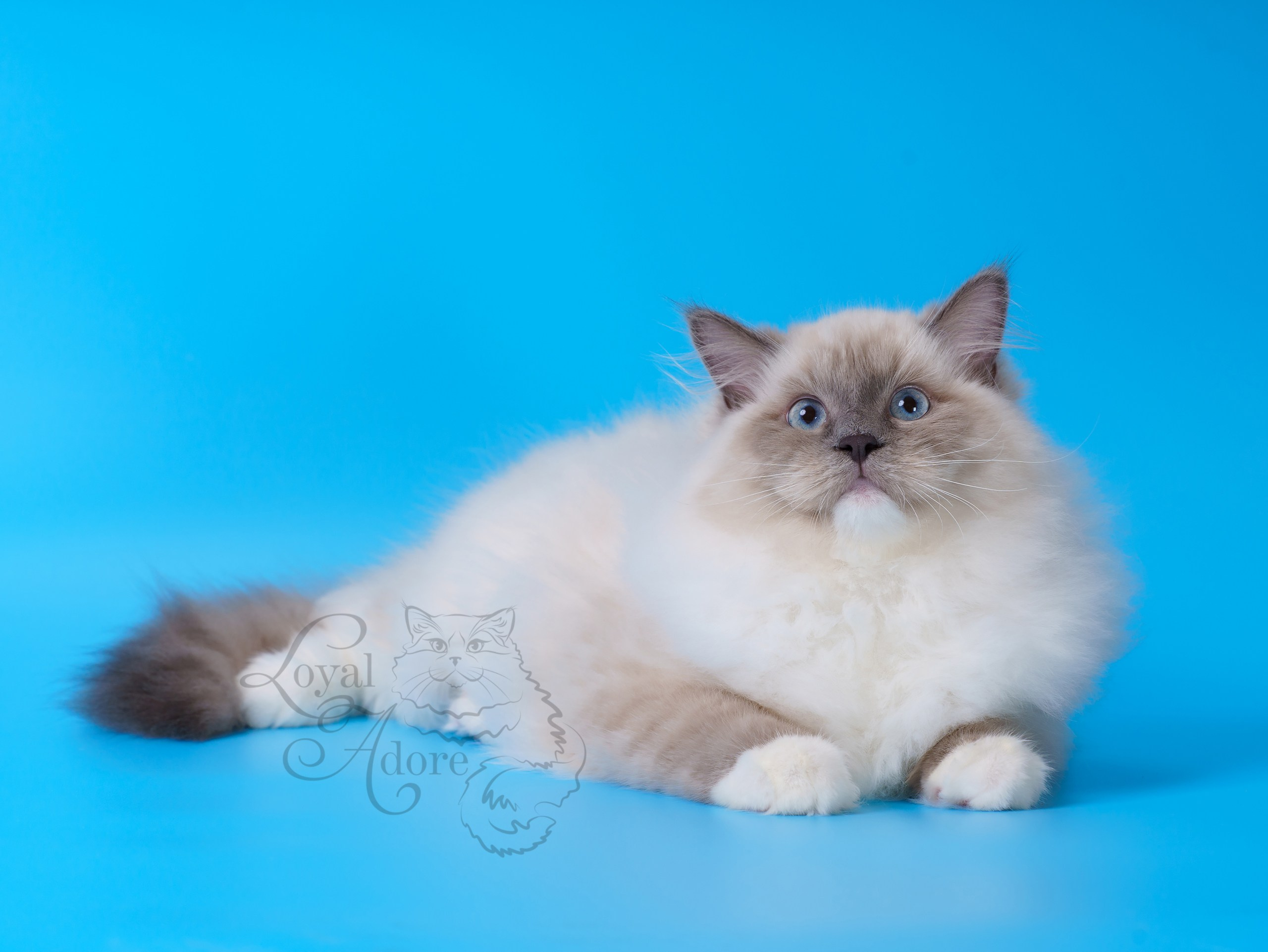 Коты производители Loyal Adore. Питомник рэгдолл Loyal Adore