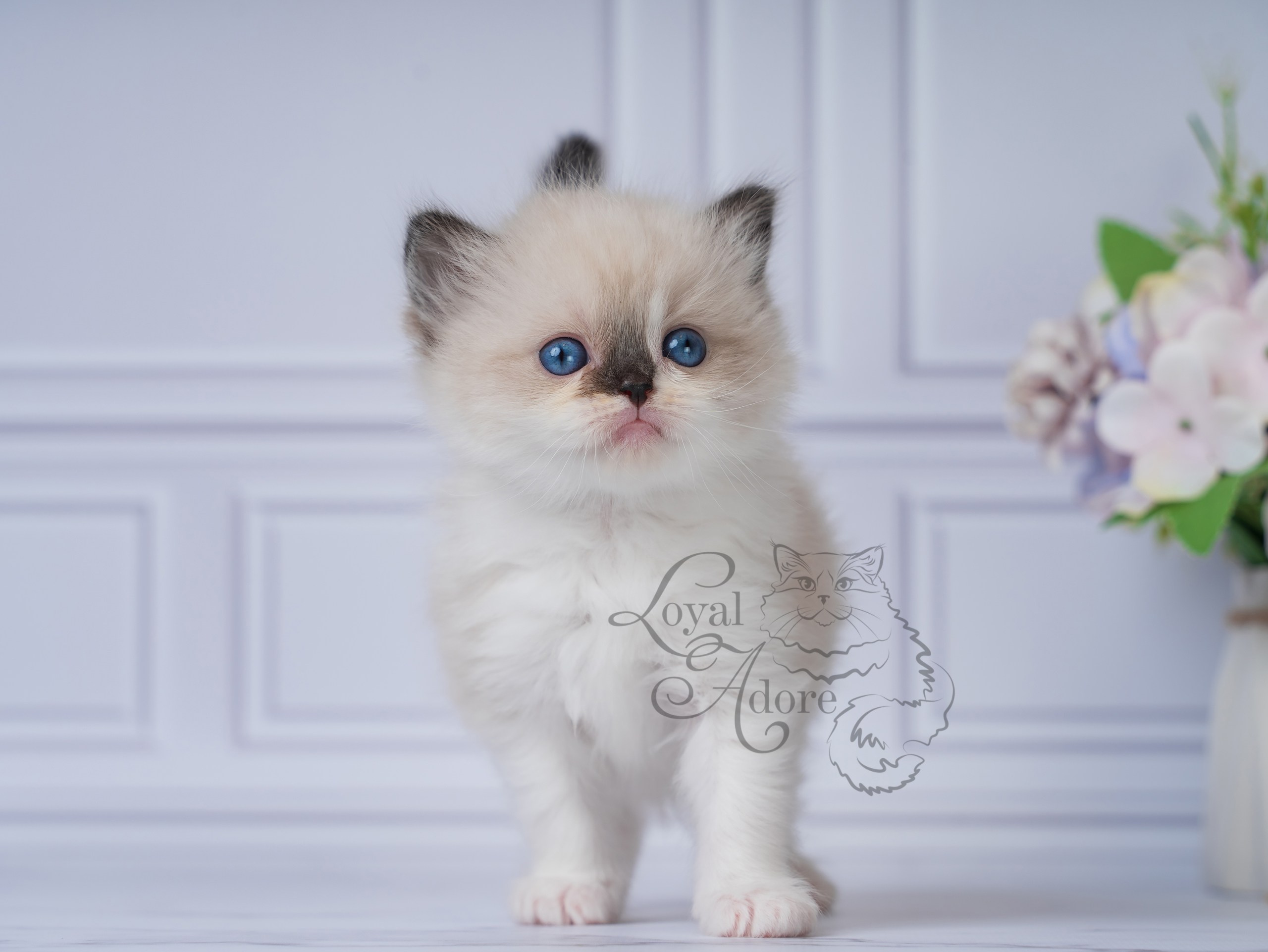 Котята рэгдолл от Loyal Adore. Питомник рэгдолл Loyal Adore