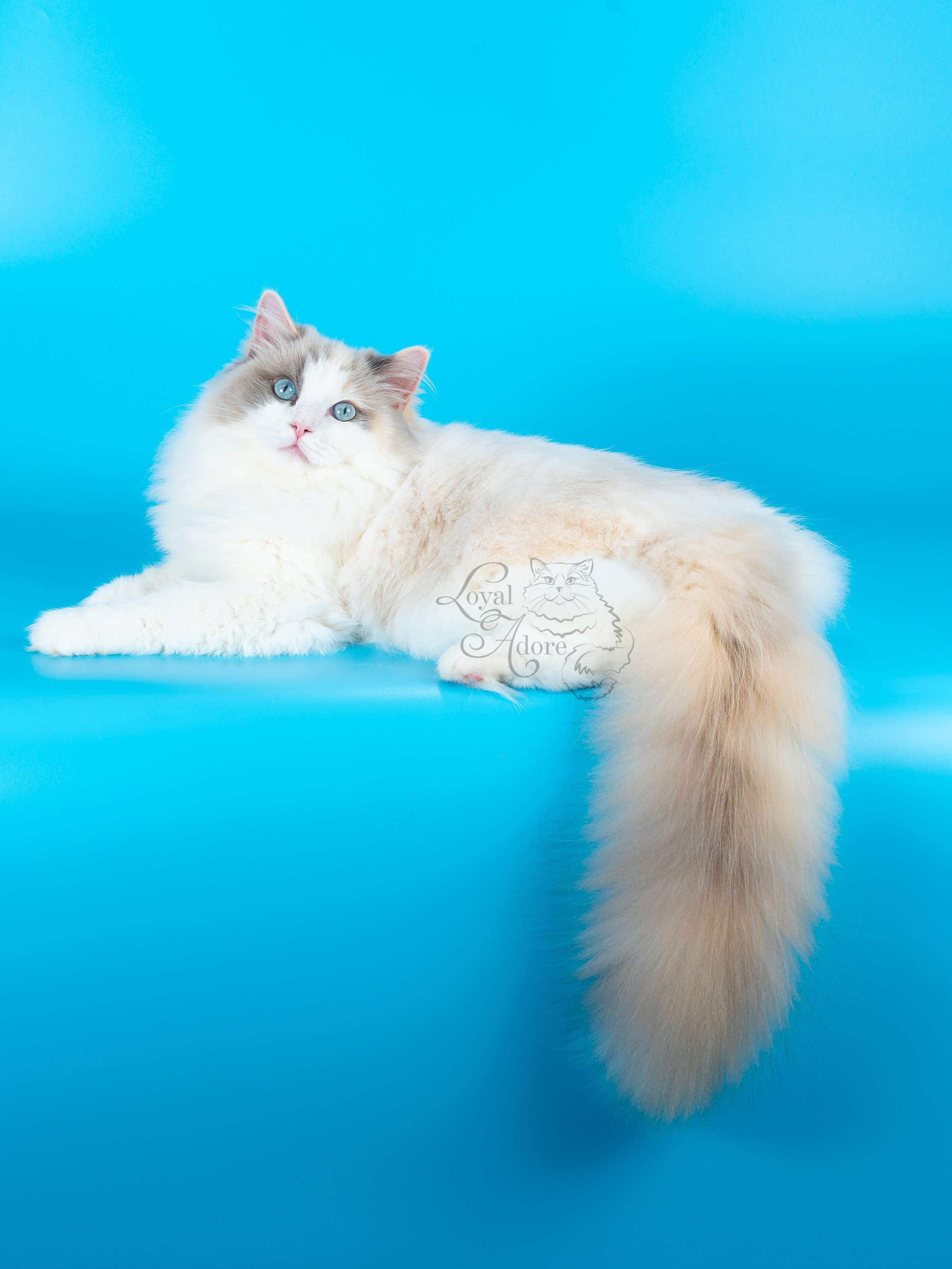 Кошки производители Loyal Adore. Питомник рэгдолл Loyal Adore