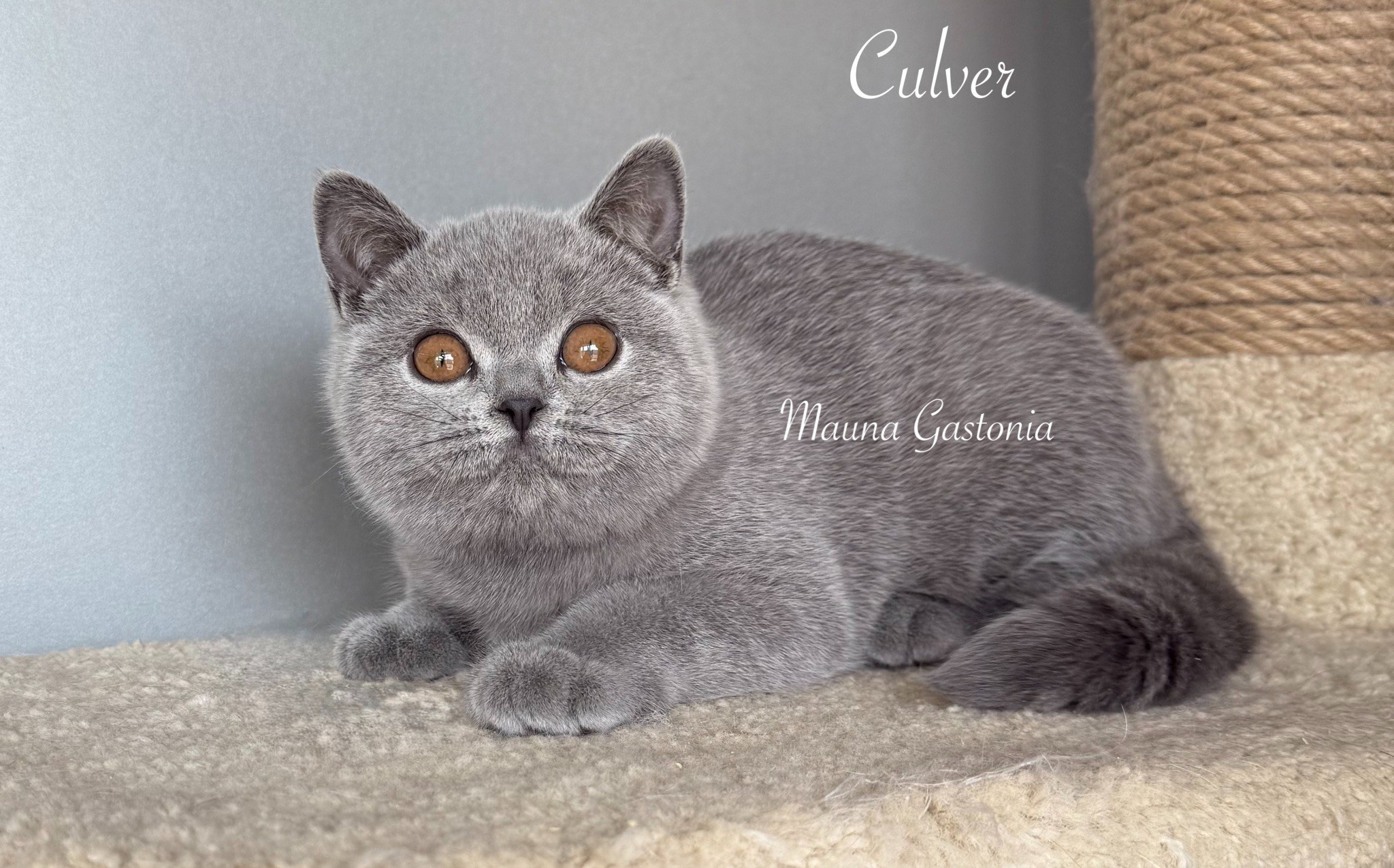 Culver. Mauna Gastonia