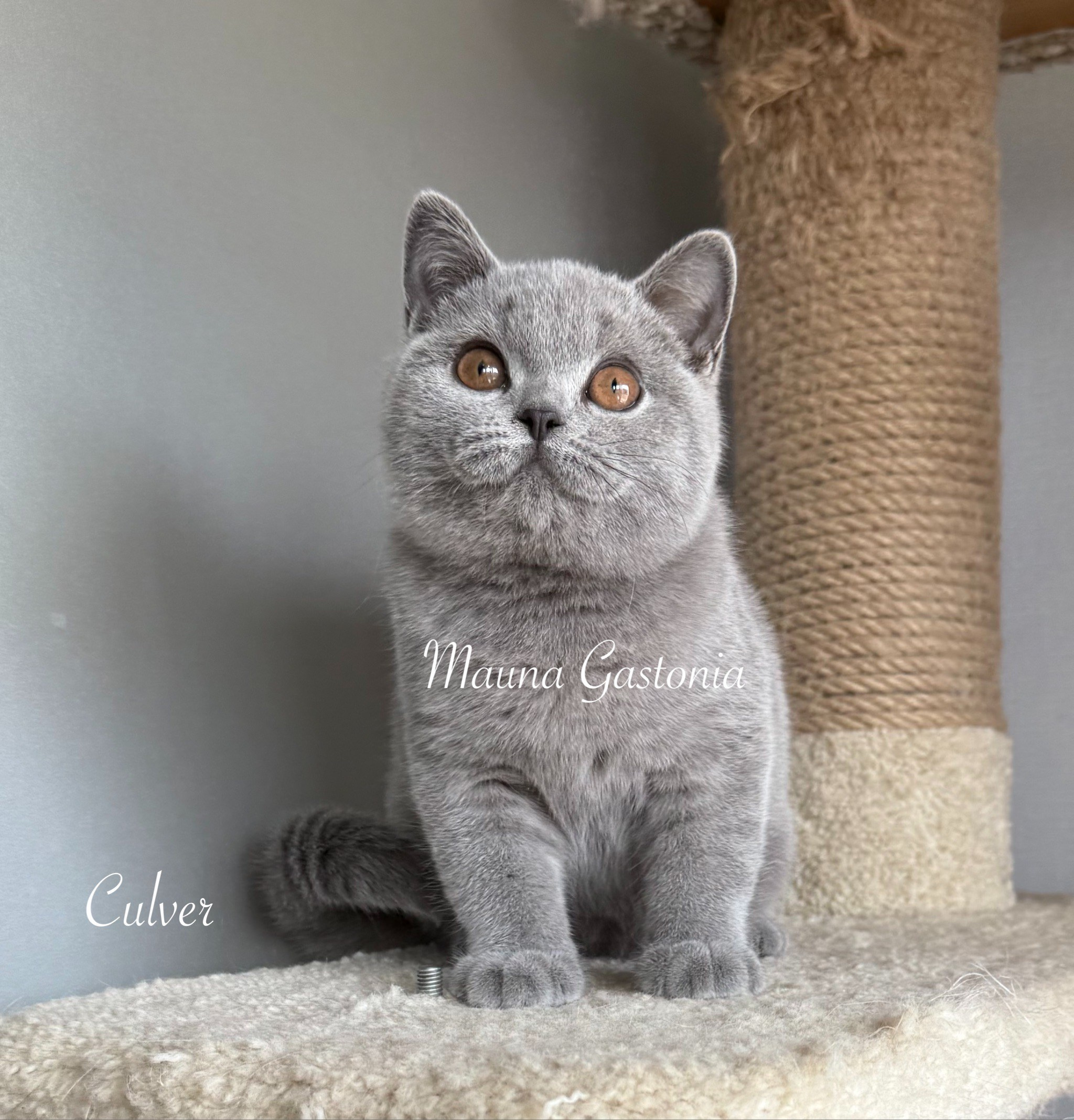 Culver. Mauna Gastonia