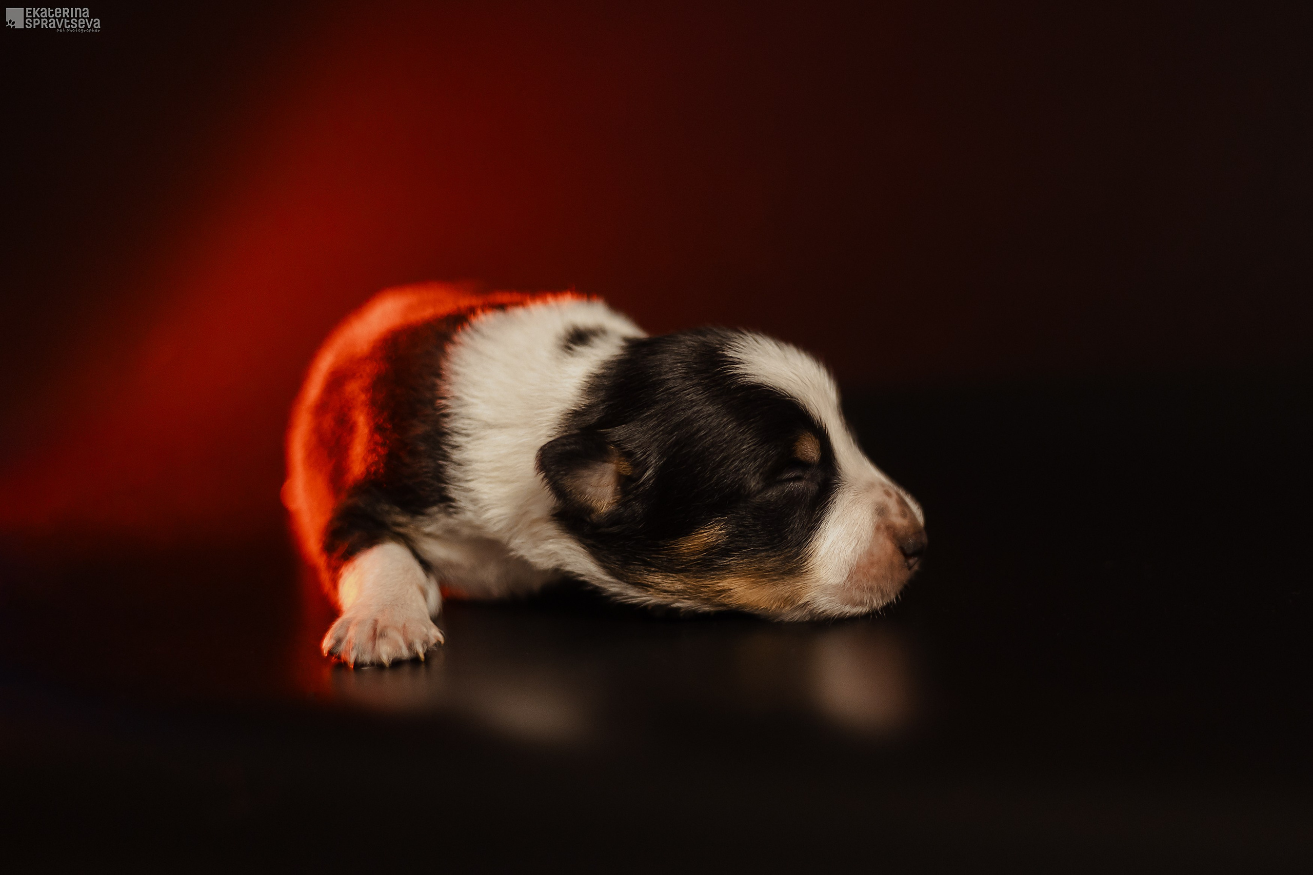 Щенки бордер колли от Ап х Ра. Фотограф Анималист Екатерина Справцева в Нижнем Новгороде