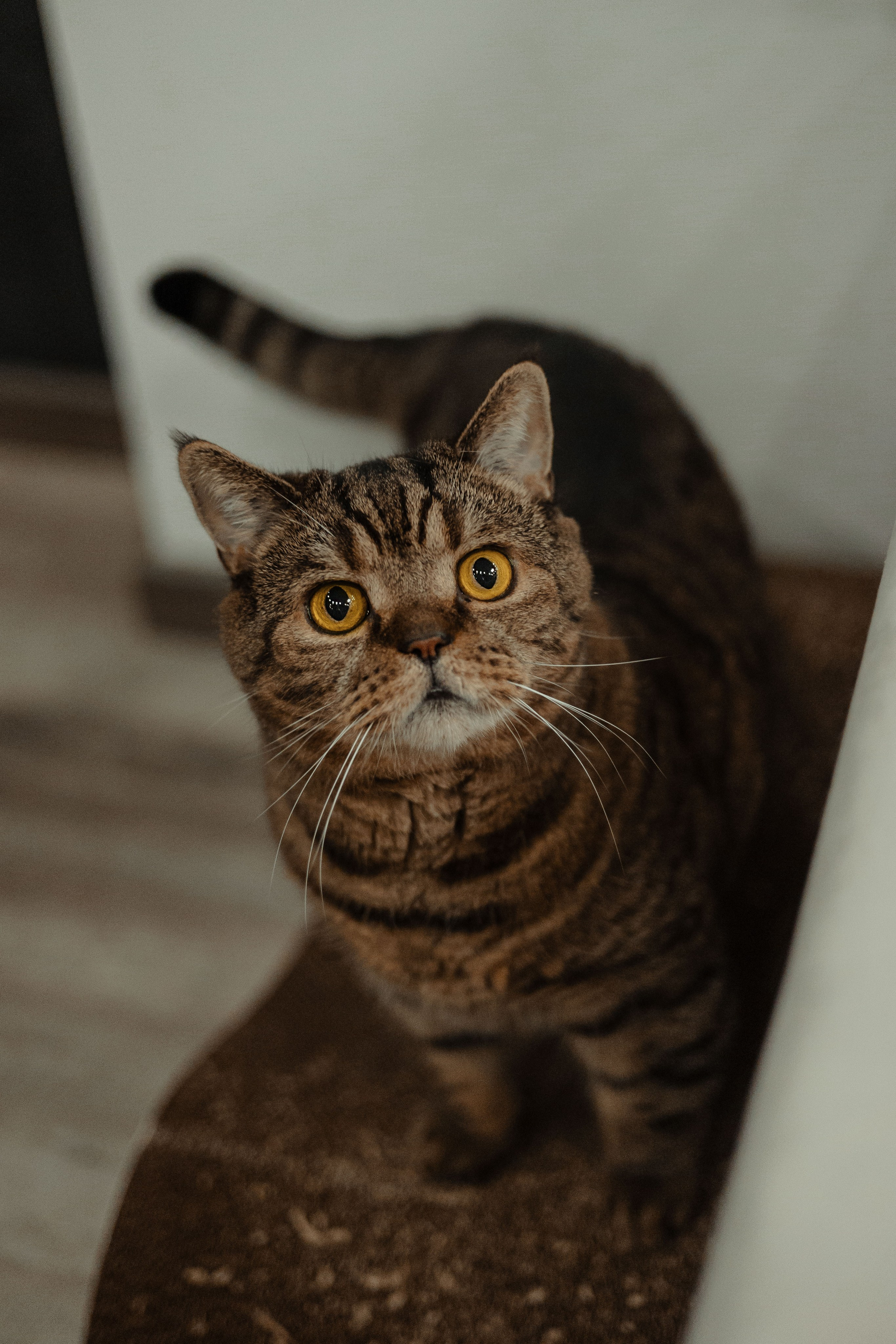 Иксик, Маффин и Надя. Фотограф Анималист Екатерина Справцева в Нижнем Новгороде