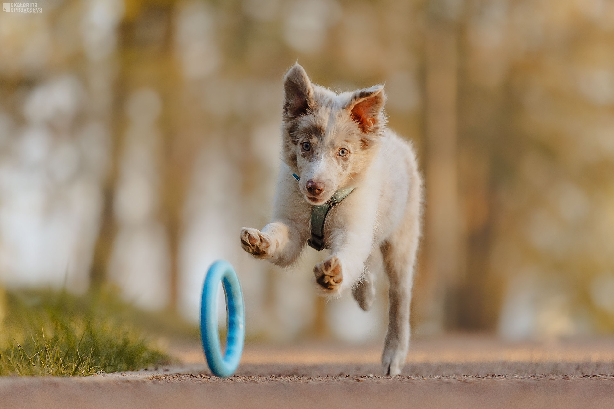 Мокси и Лиза. Фотограф Анималист Екатерина Справцева в Нижнем Новгороде