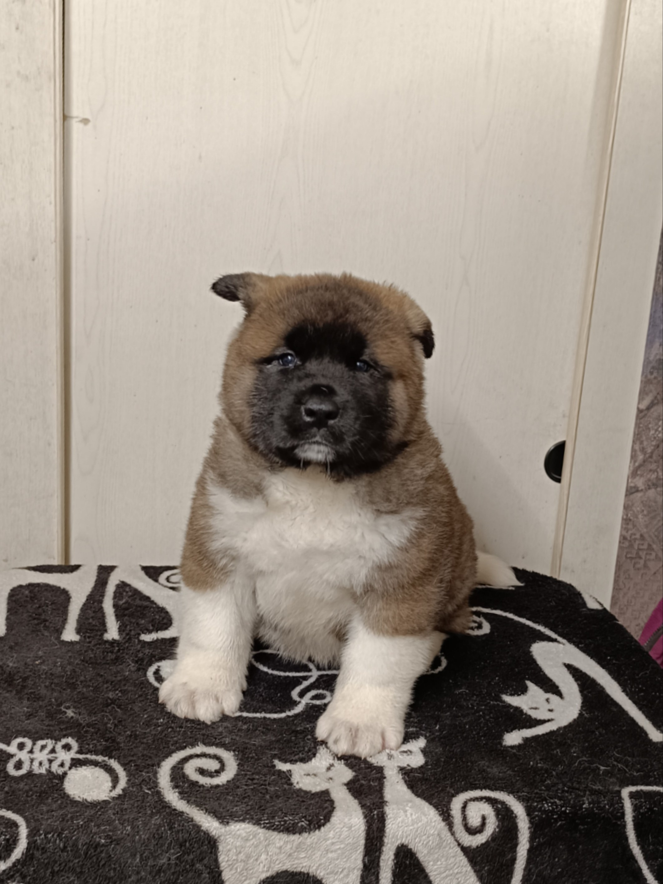 Rubylight Cirrus. Американская акита I Сиба ину I Питомник RUBYLIGHT