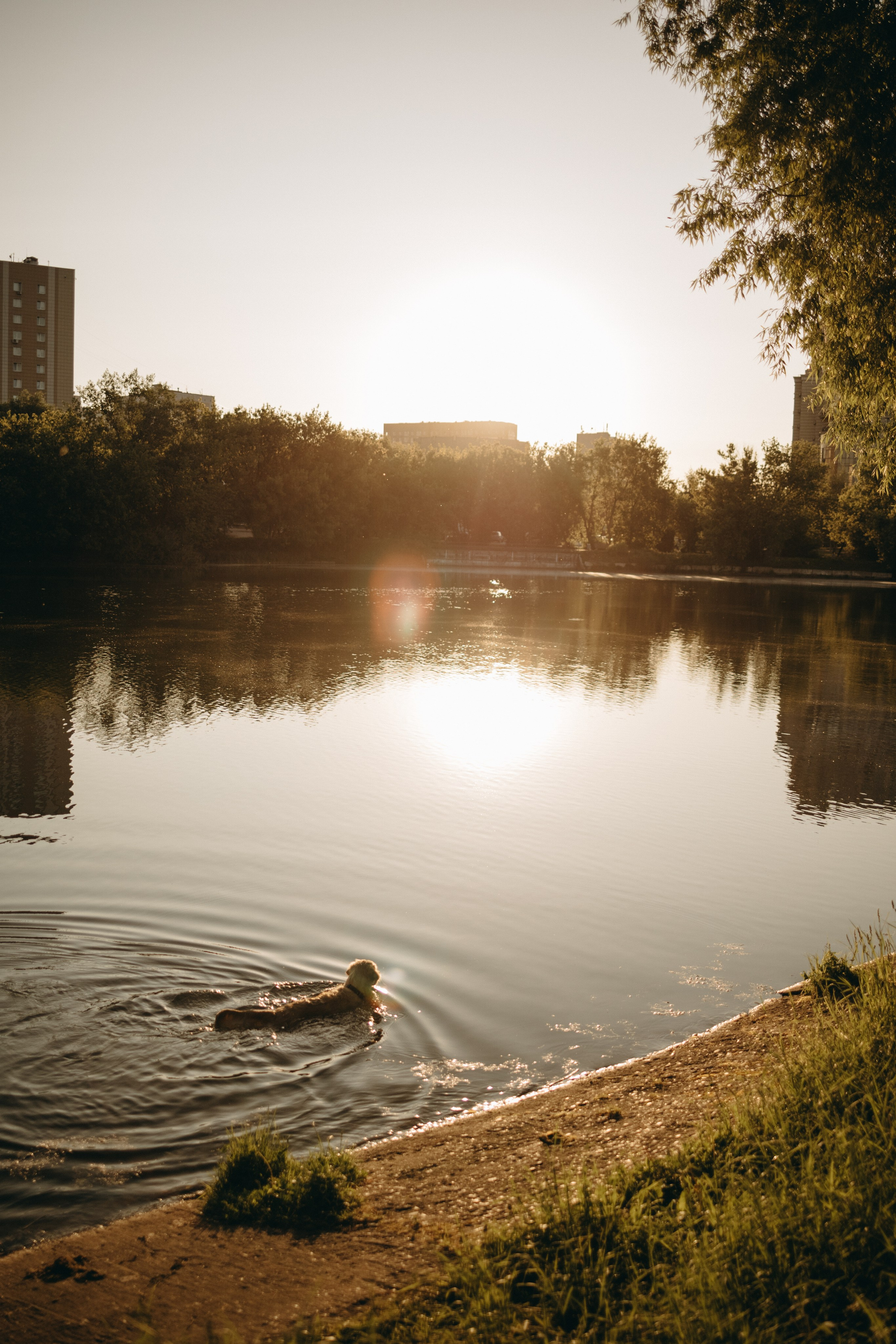 Пенни и ребята. Фотограф — Анималист | Санкт-Петербург
