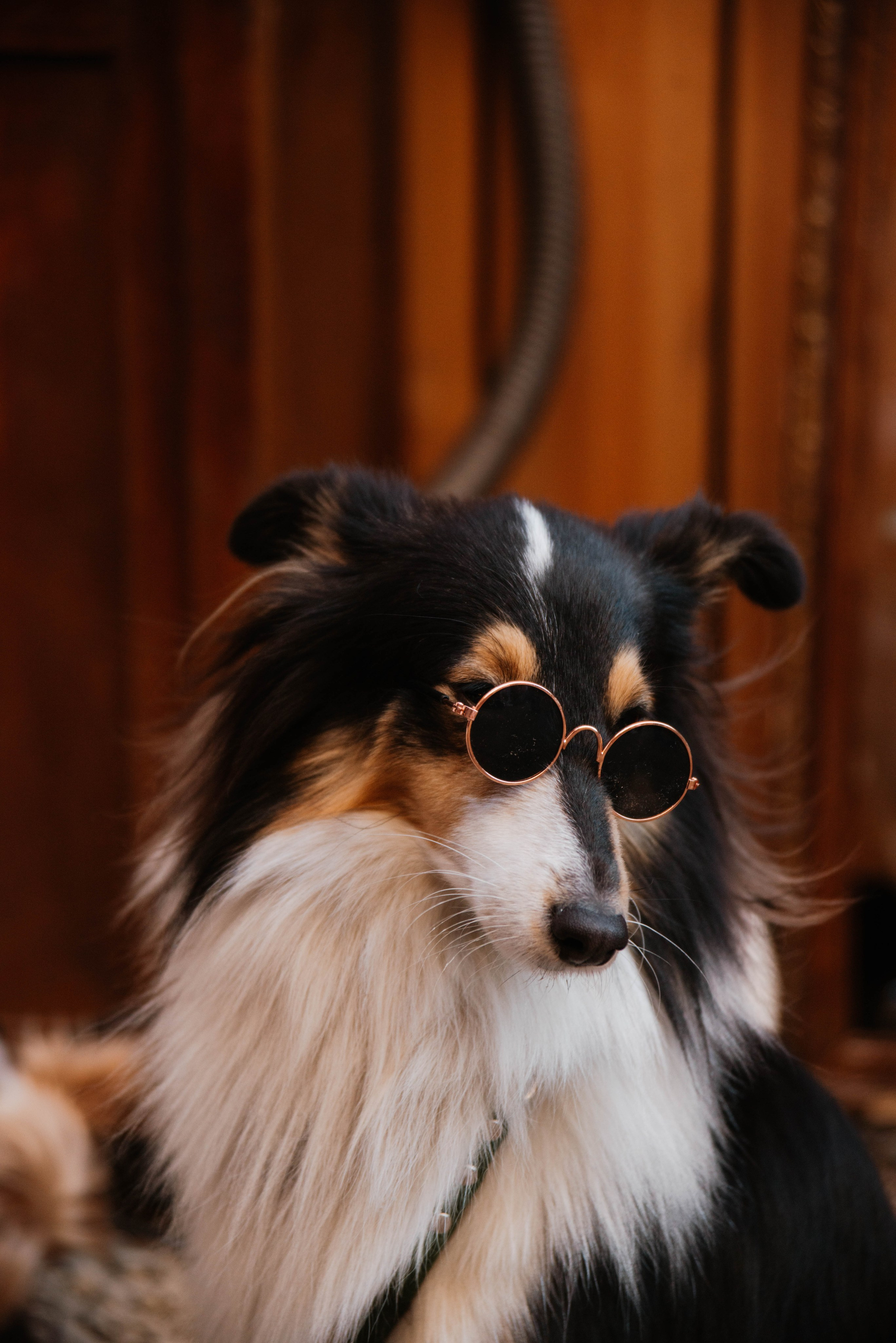 Дог-вечеринка на летнике «Кутёж». Ксения Glossa. Портретный и репортажный фотограф в Самаре