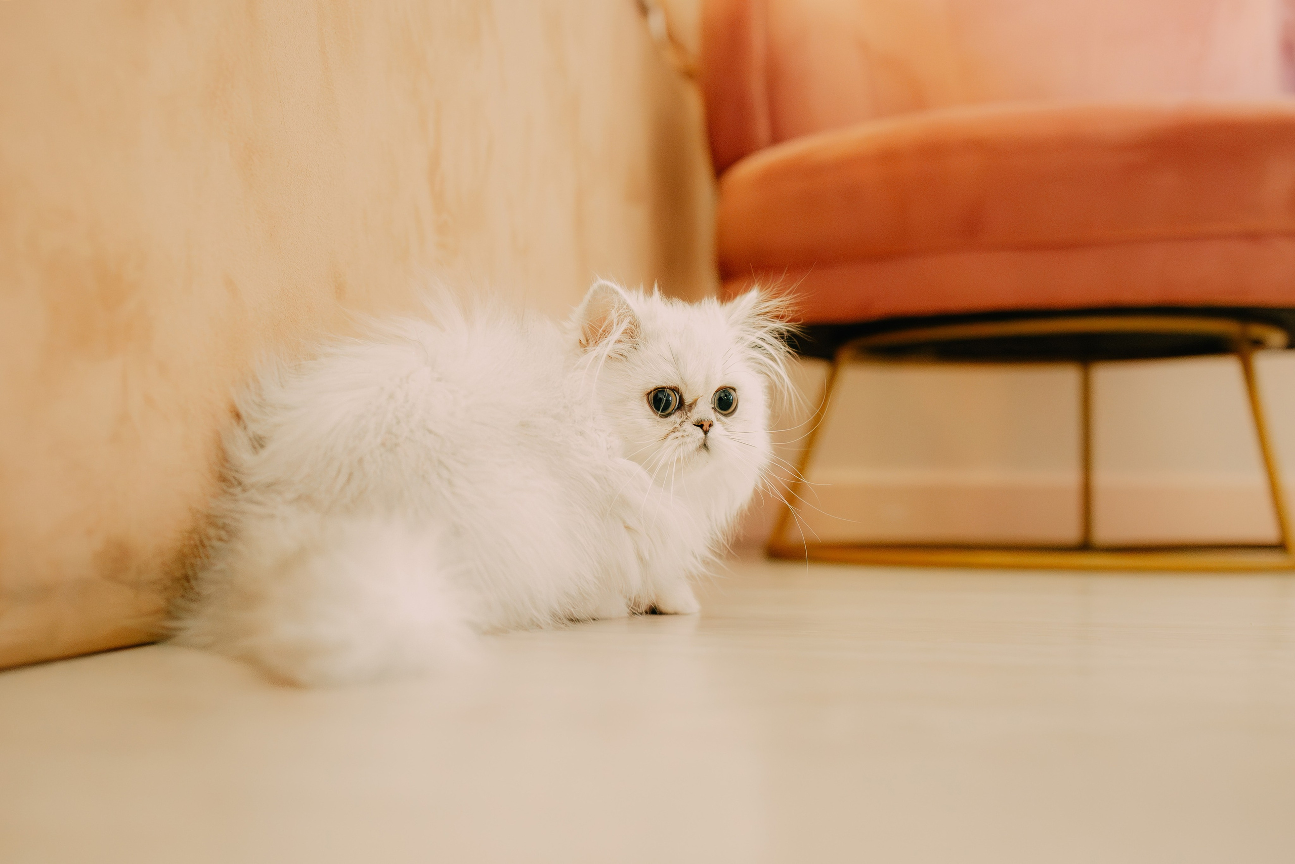 Султан, Мэй Мэй и Шанталь и их семья