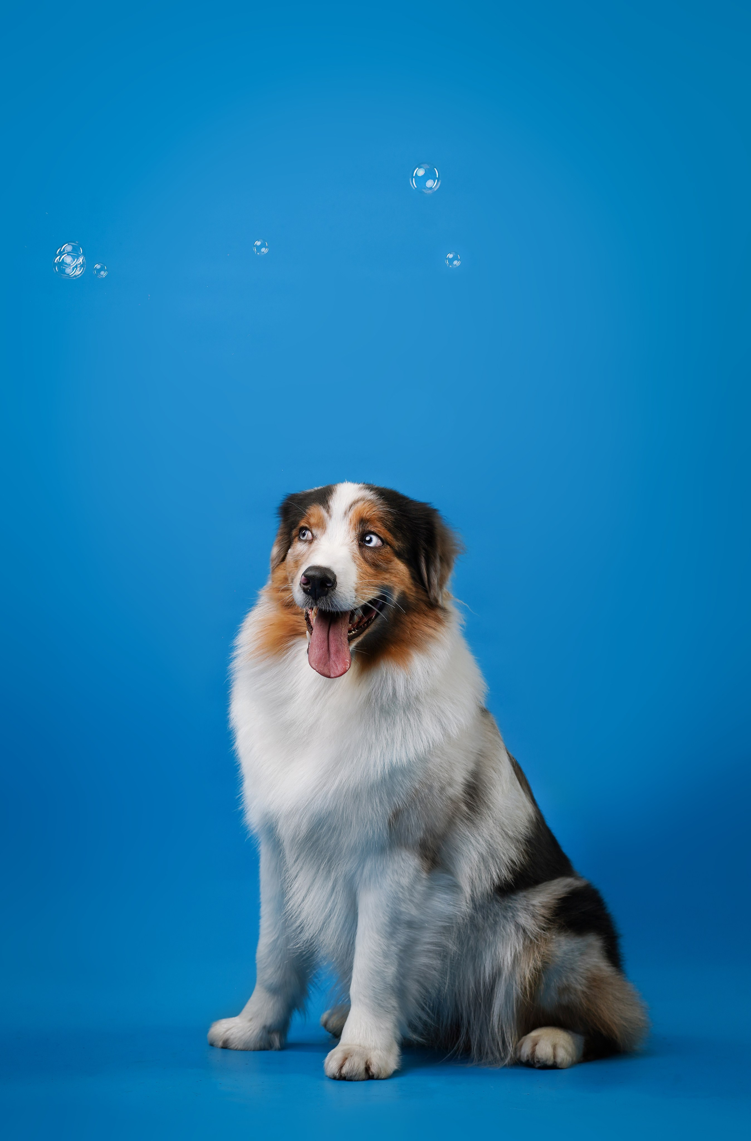 Австралийская овчарка Валли. Фотограф-анималист в Санкт-Петербурге Яна Мартынова