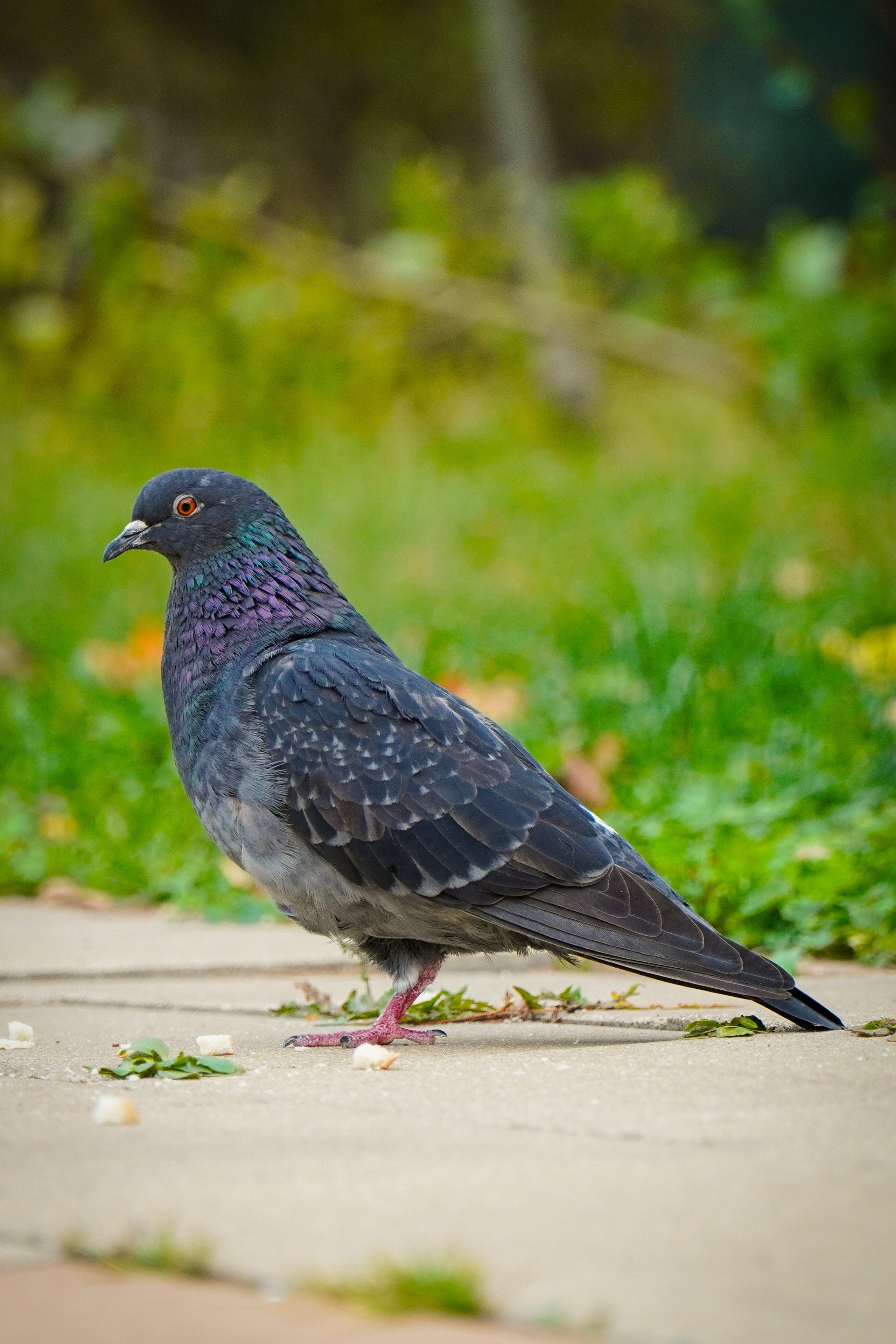 5 вёрст Наташинский 12 октября 2024. Роман Капилюшов. Бег. Фото. Видео. г. Люберцы