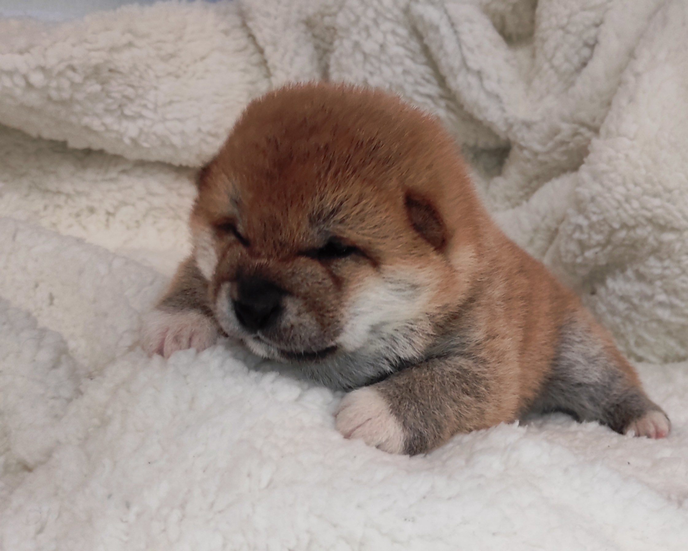 сиба питомник Рубилайт щенки на продажу rubylight  сиба щенки купить СПб Санкт-Петербург 