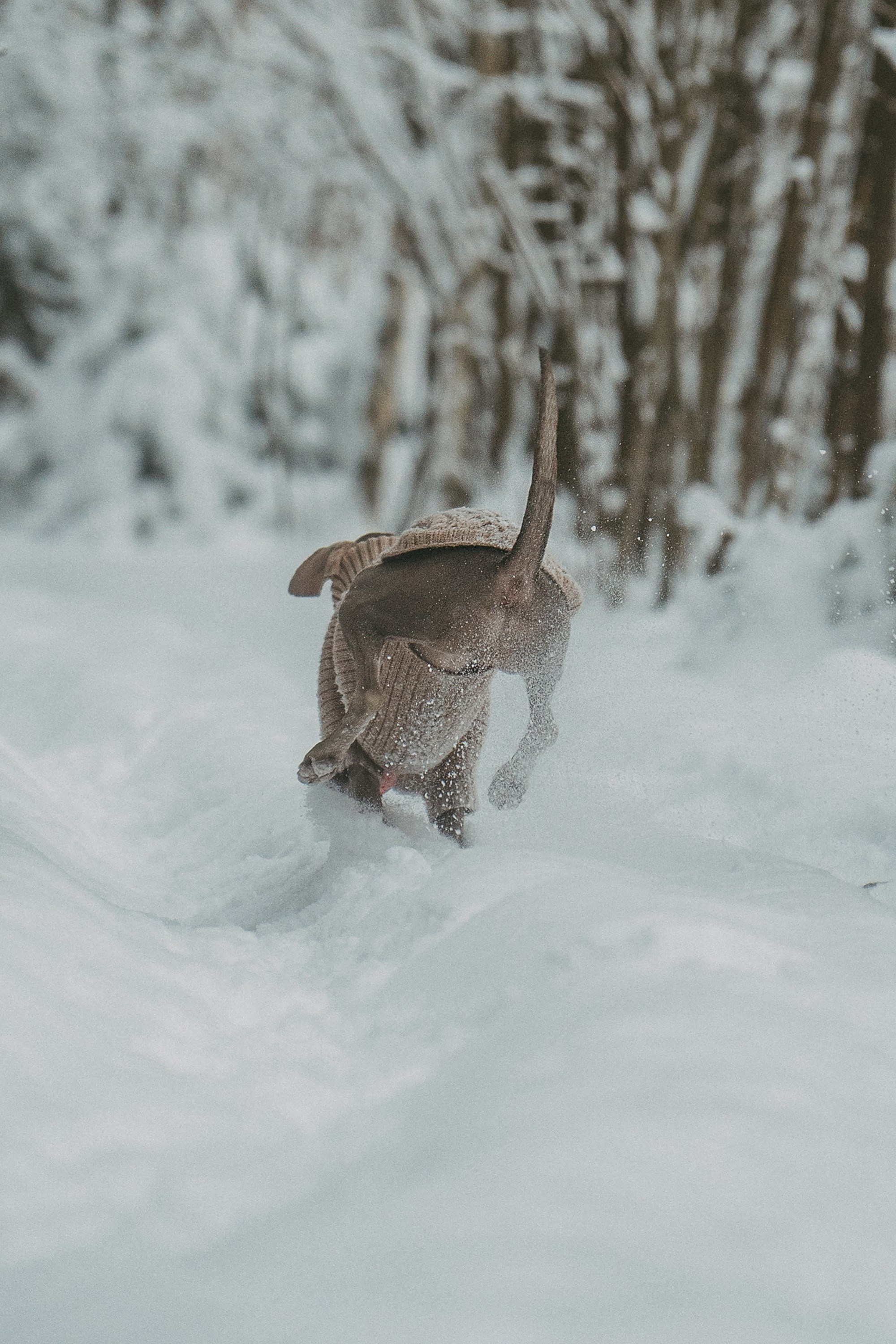 Лена и Фанни. Фотограф анималист в Москве и Санкт-Петербурге Свиридова Анна
