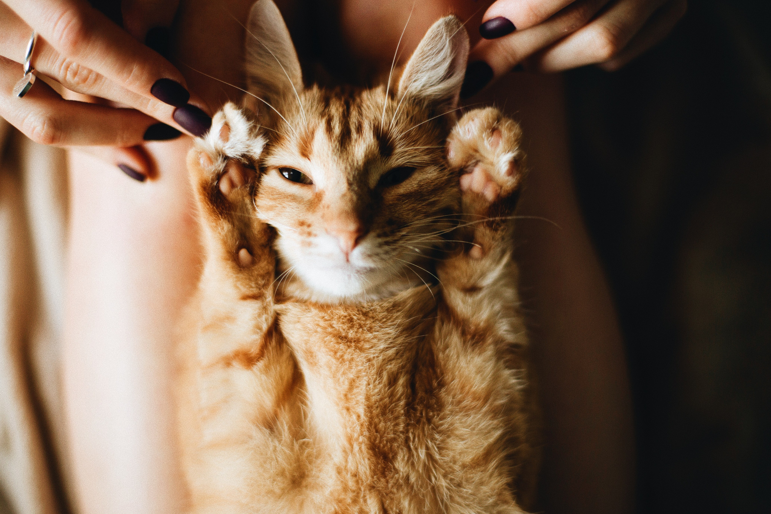 Катя, Булочка и Пирожок дома. Фотограф анималист Кристина Карпова, Москва