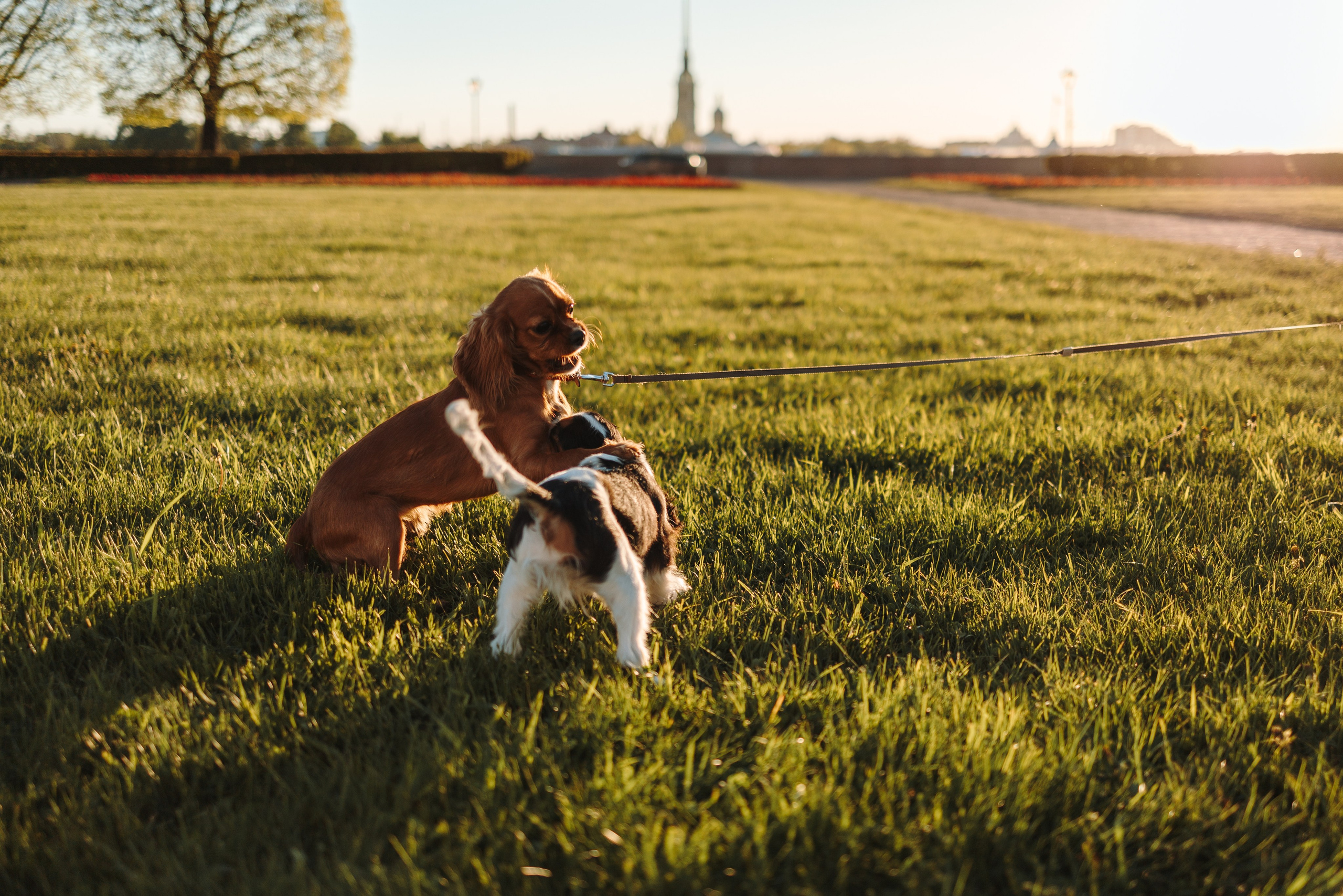 Аня, Стеша и Степан. Фотограф — Анималист | Санкт-Петербург