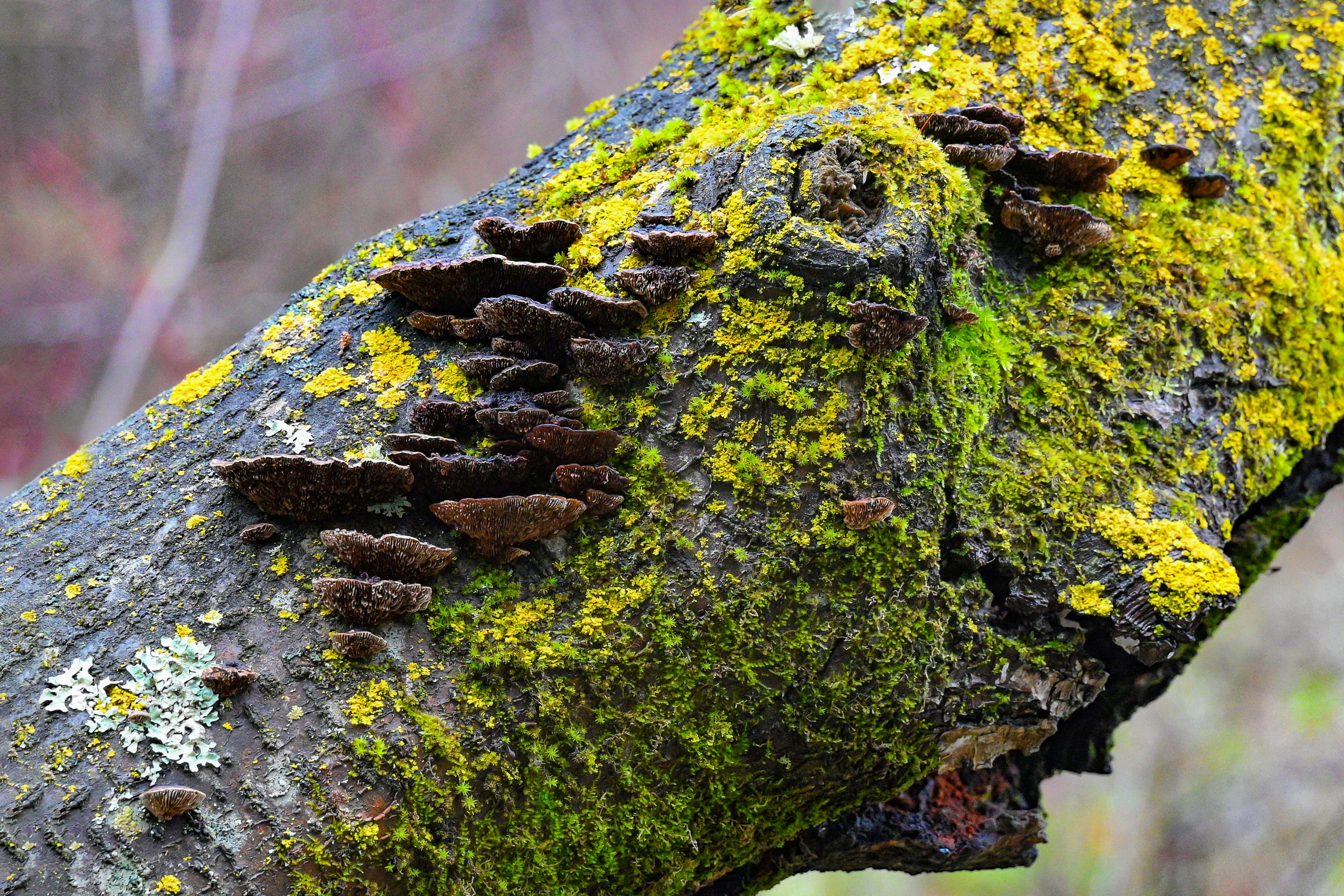 Осень. FotoGraf