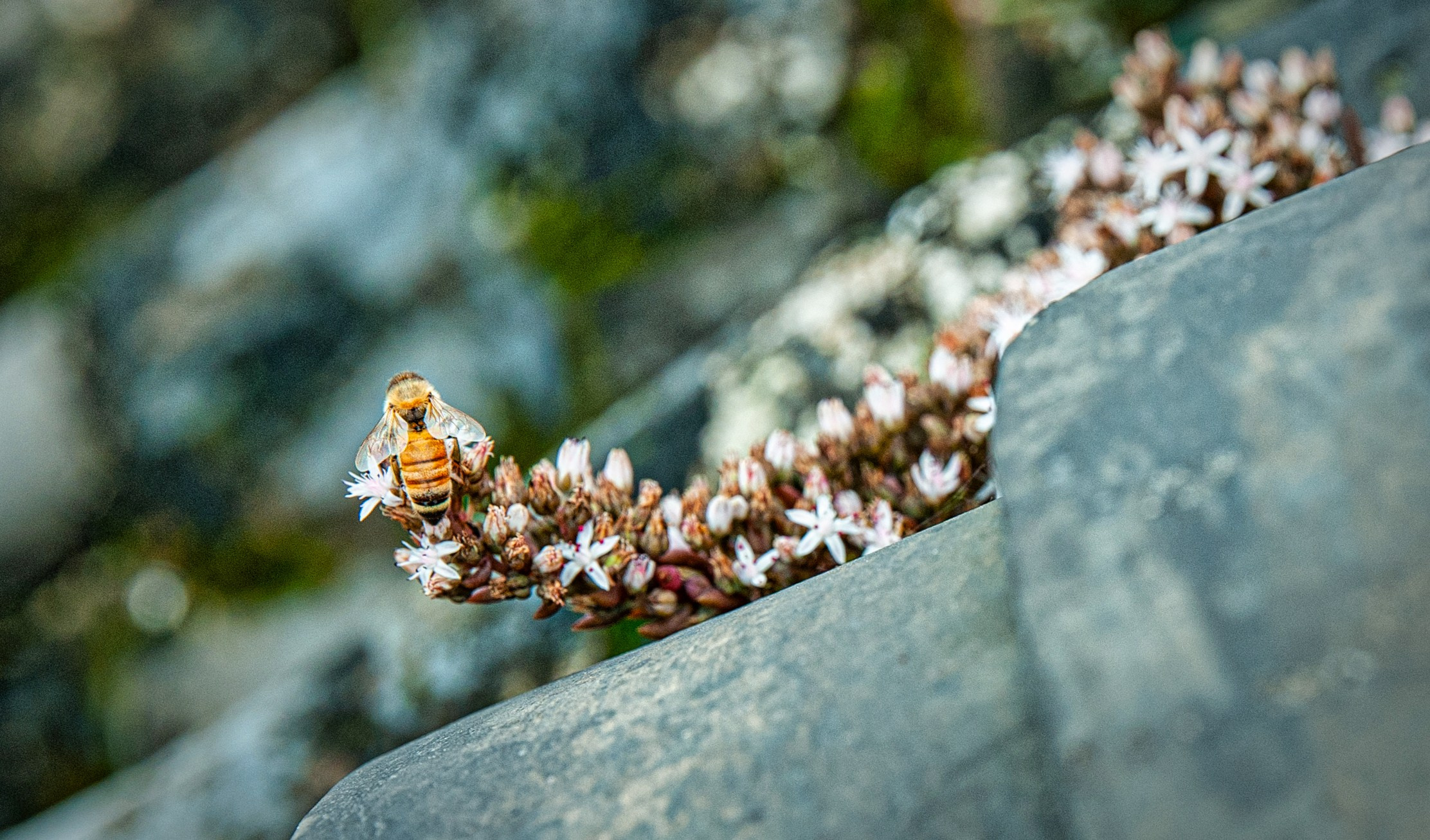 Весна. FotoGraf