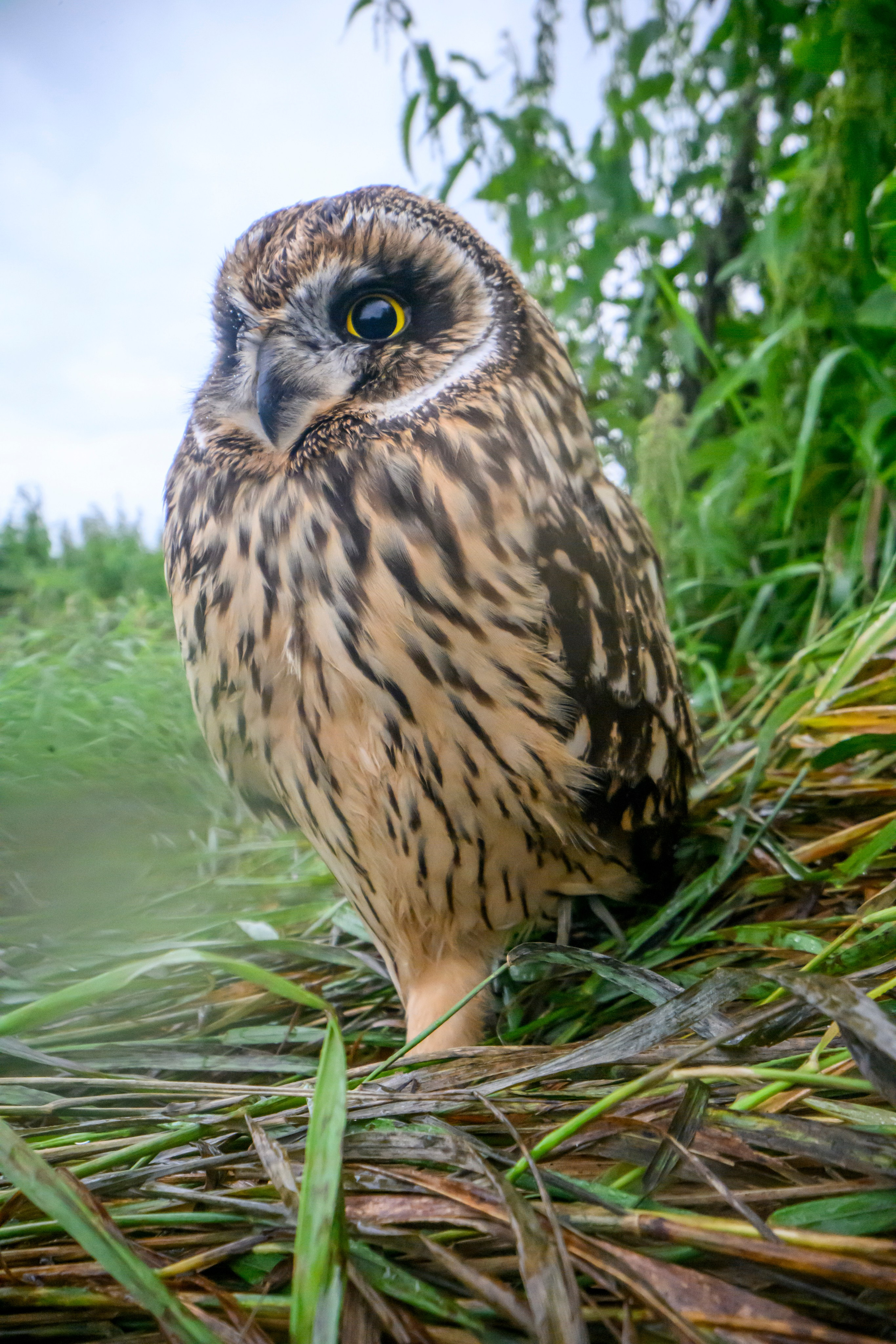 Совенок на ширик | Owlet with wide lens. Фотограф Сергей Пупонин