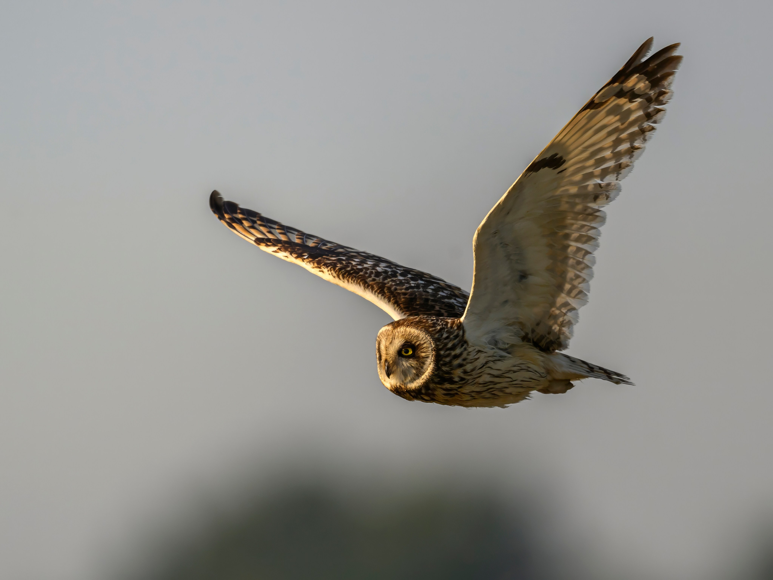 Совы на рассвете. Фотограф Сергей Пупонин