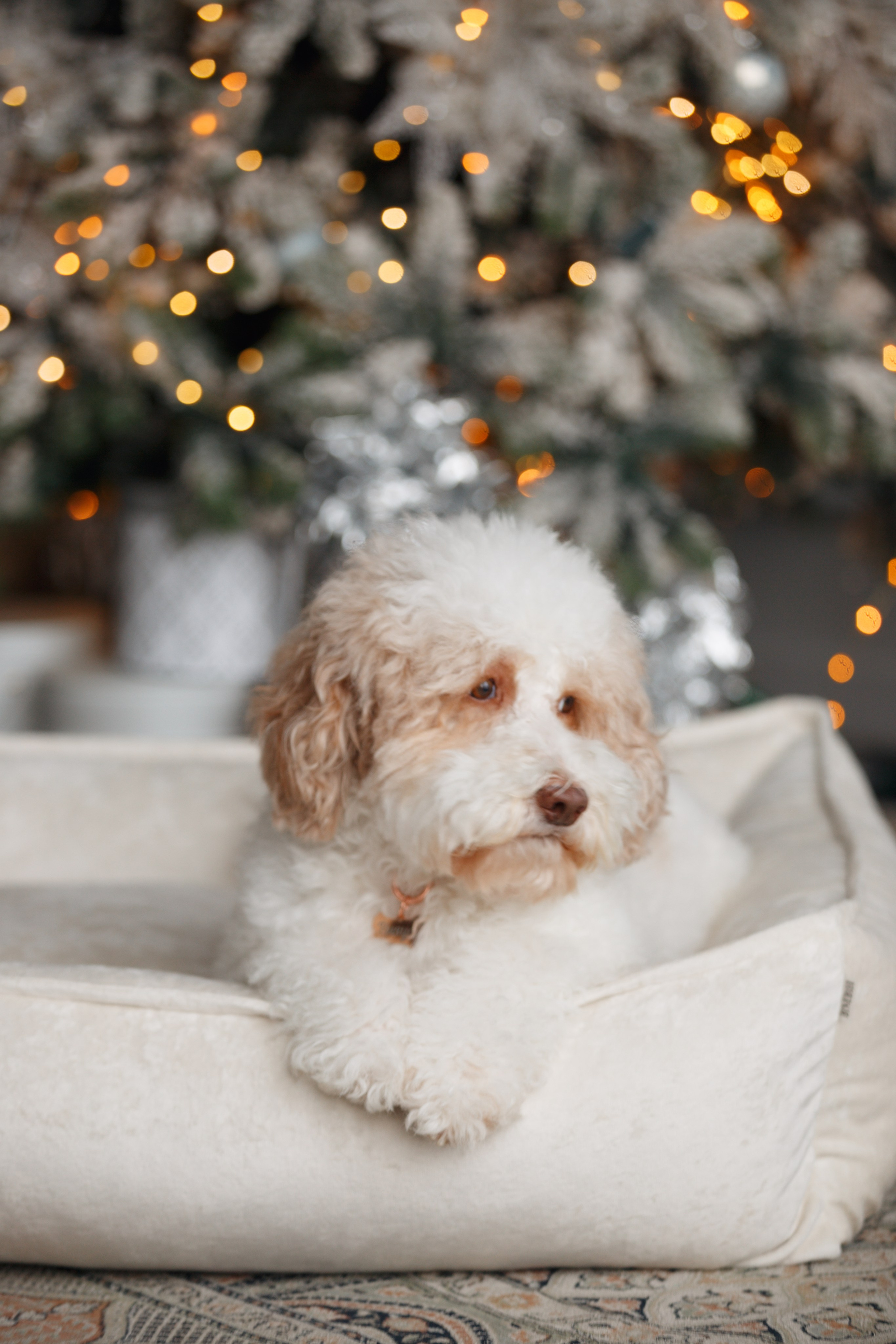 Bmbh лежанки и адресники. Фотограф анималист Кристина Карпова, Москва