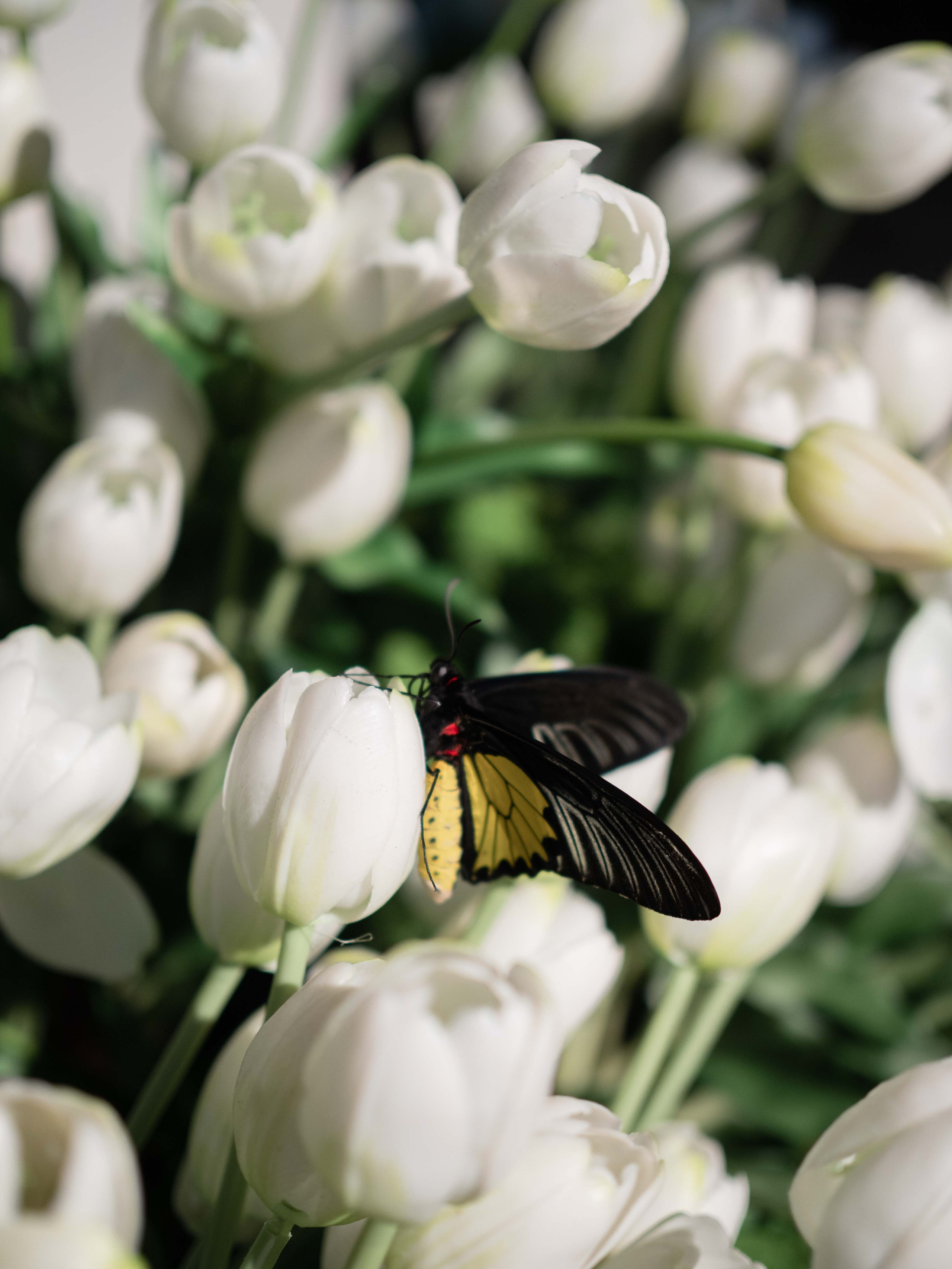 Зал Версаль. Фотостудия и пространство под мероприятия studio1884 в Казани