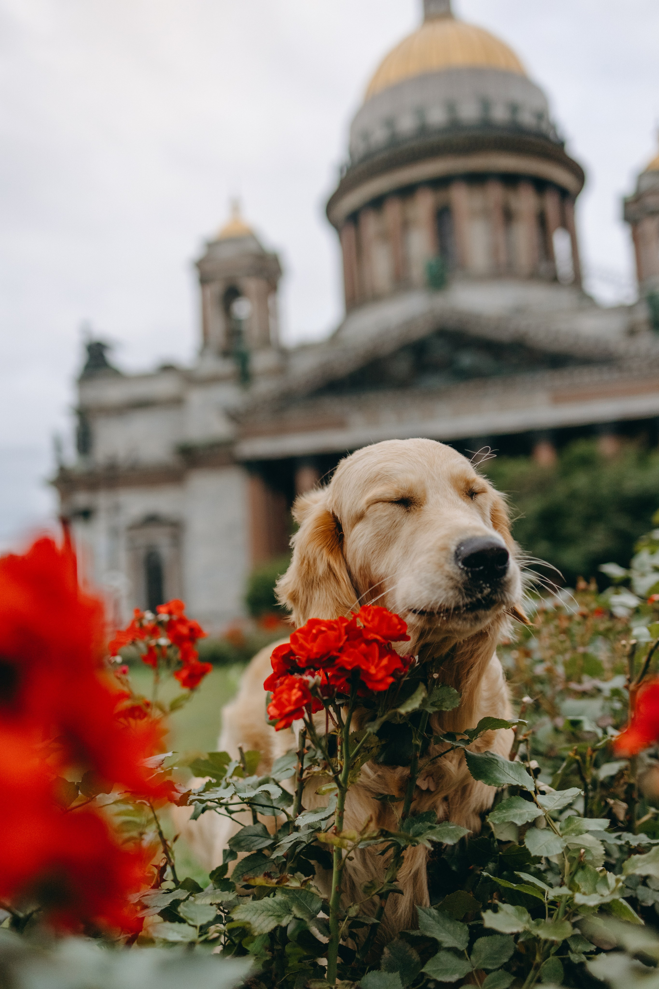 Бетти и ее семья. Фотограф — Анималист | Санкт-Петербург