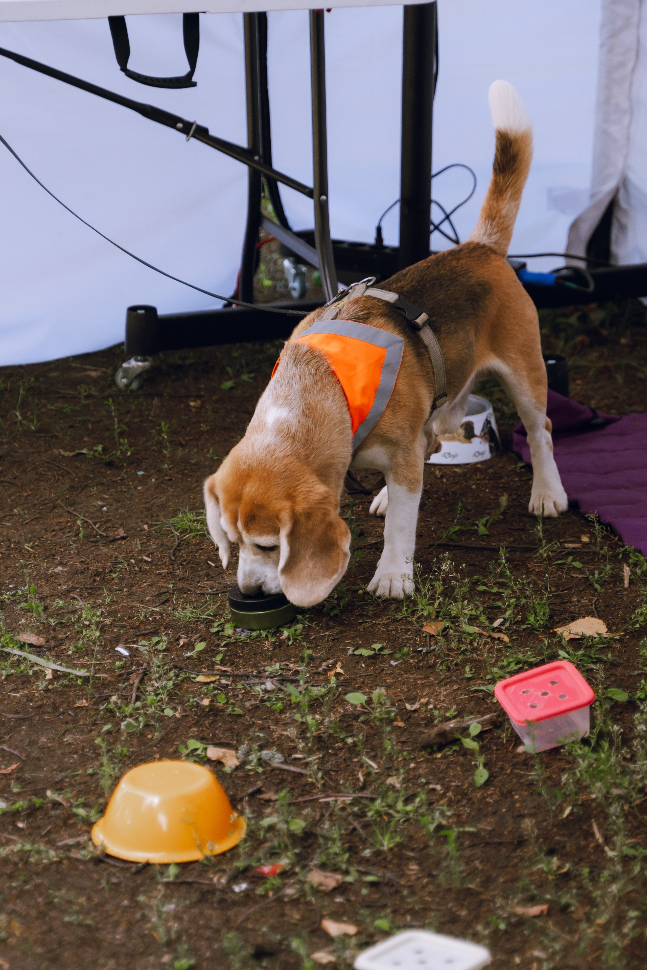 Площадка фестиваля «Мампус и его друзья» в Лесопарке 2025. Фотограф Надежда Погребняк | Рязань | Москва