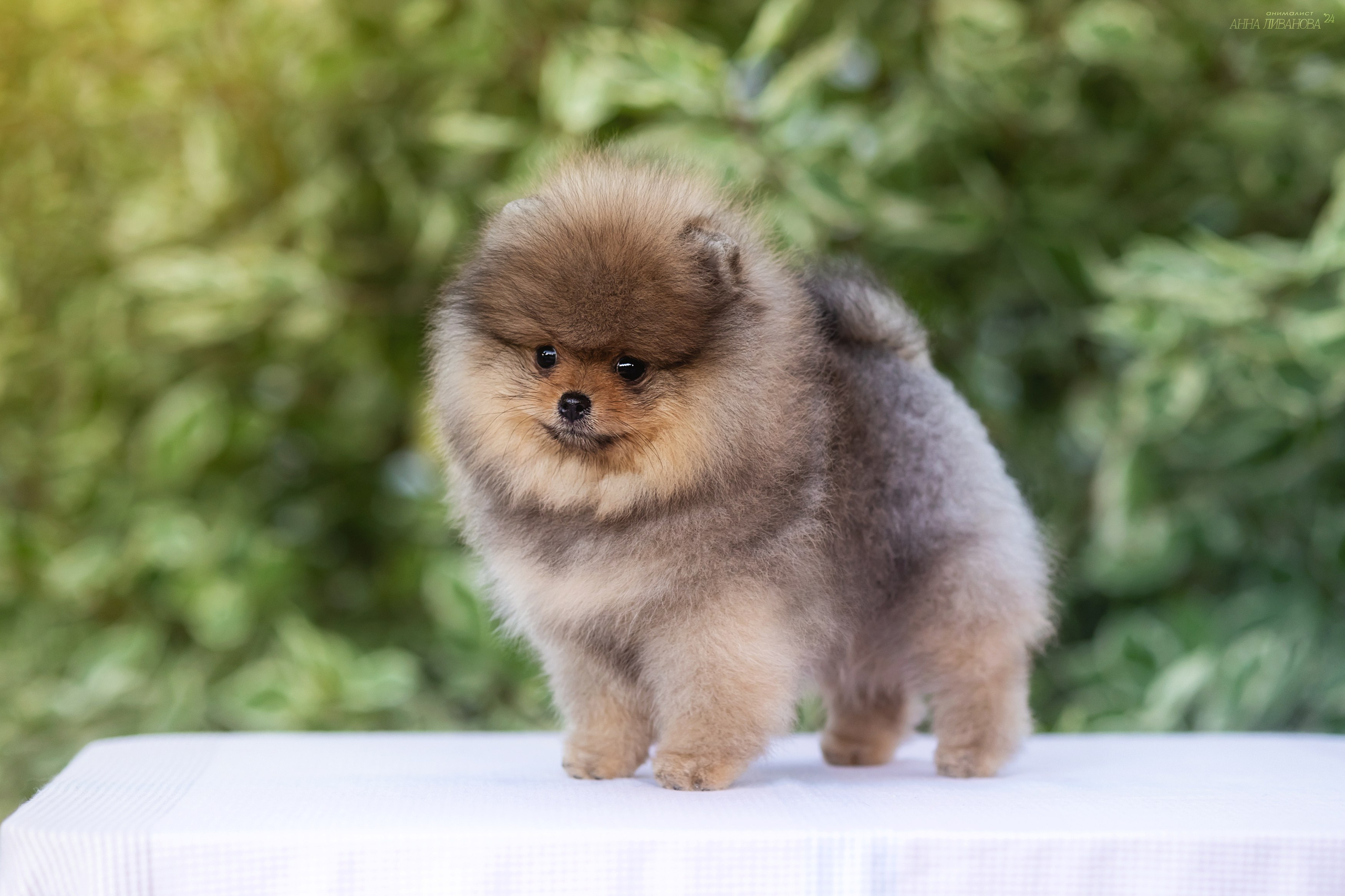 Шпицулики. Фотограф анималист Аня Ливанова | Рыбинск