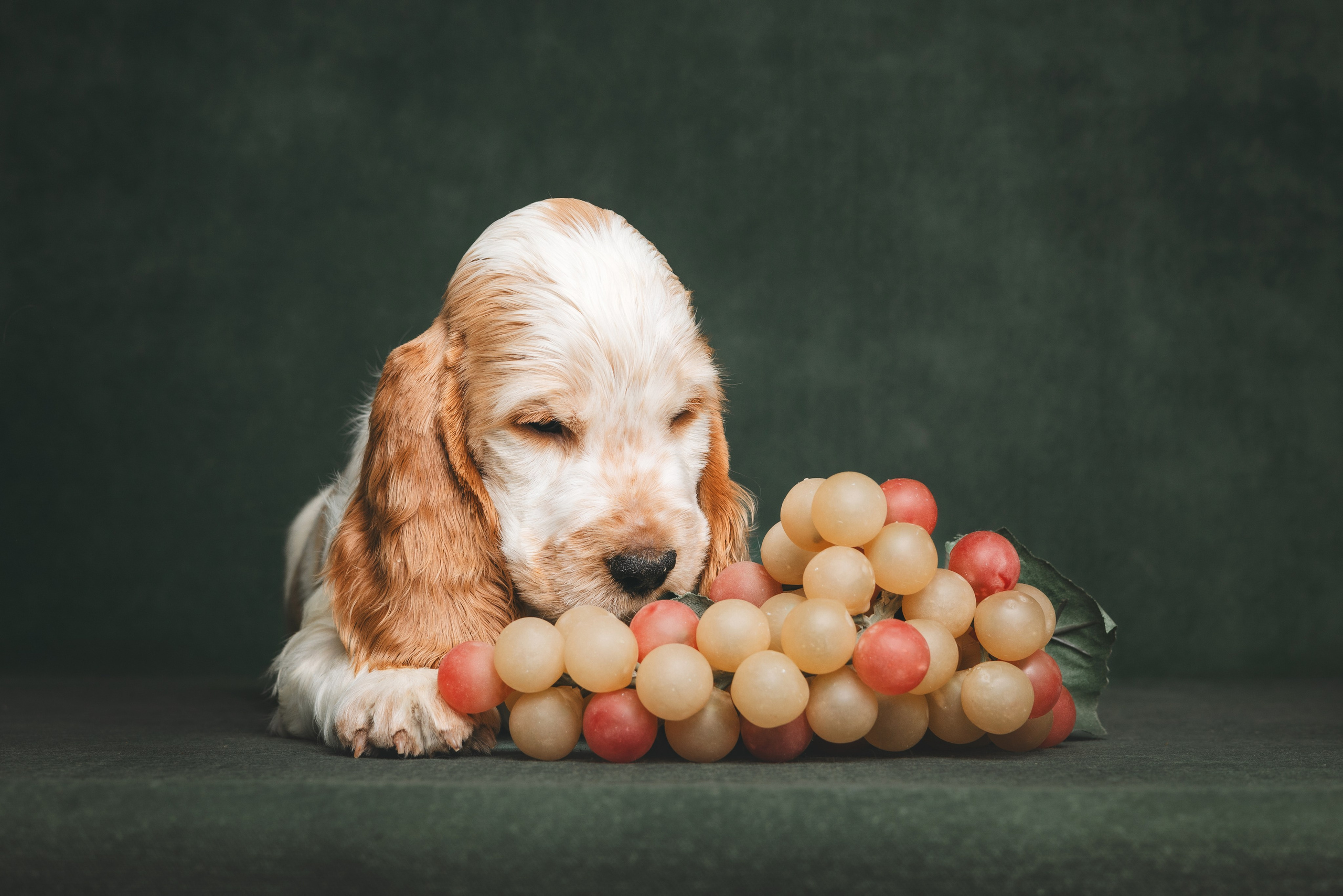 Английские коккер-спаниели. Фотограф анималист Осипчикова Мария