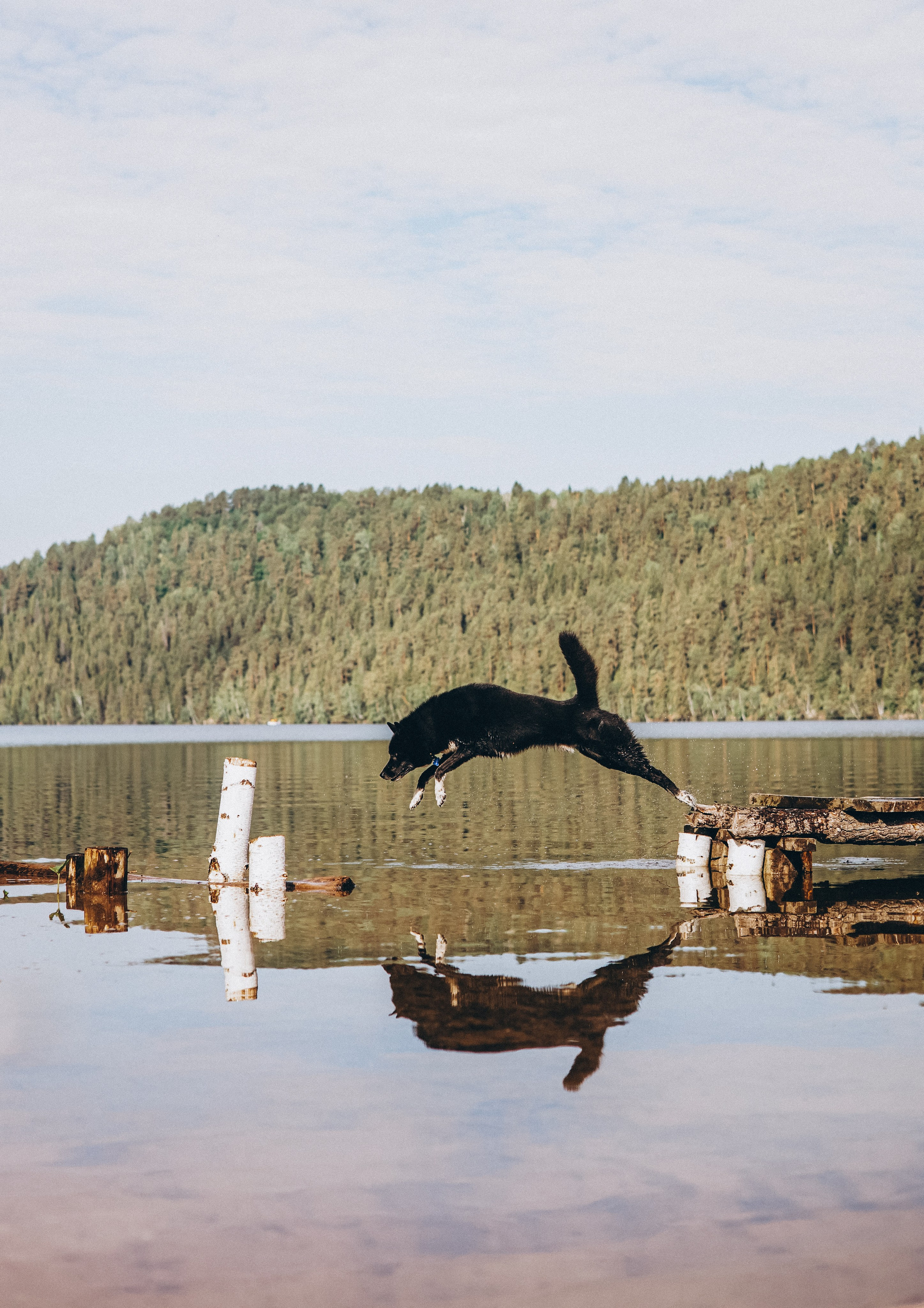 Ваши фотографии. Фотограф анималист Осипчикова Мария