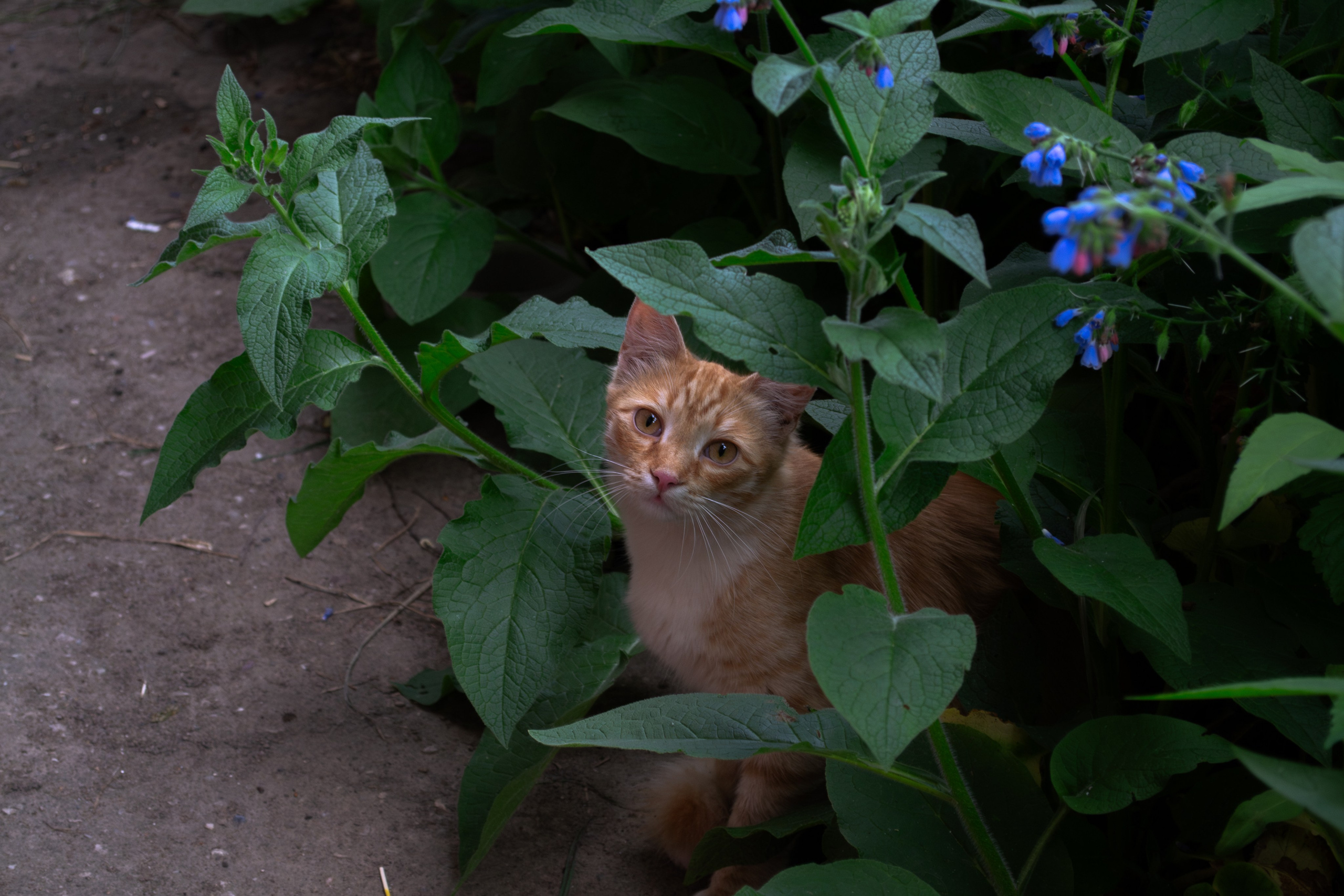 Cats.1. Dumshap | думшап