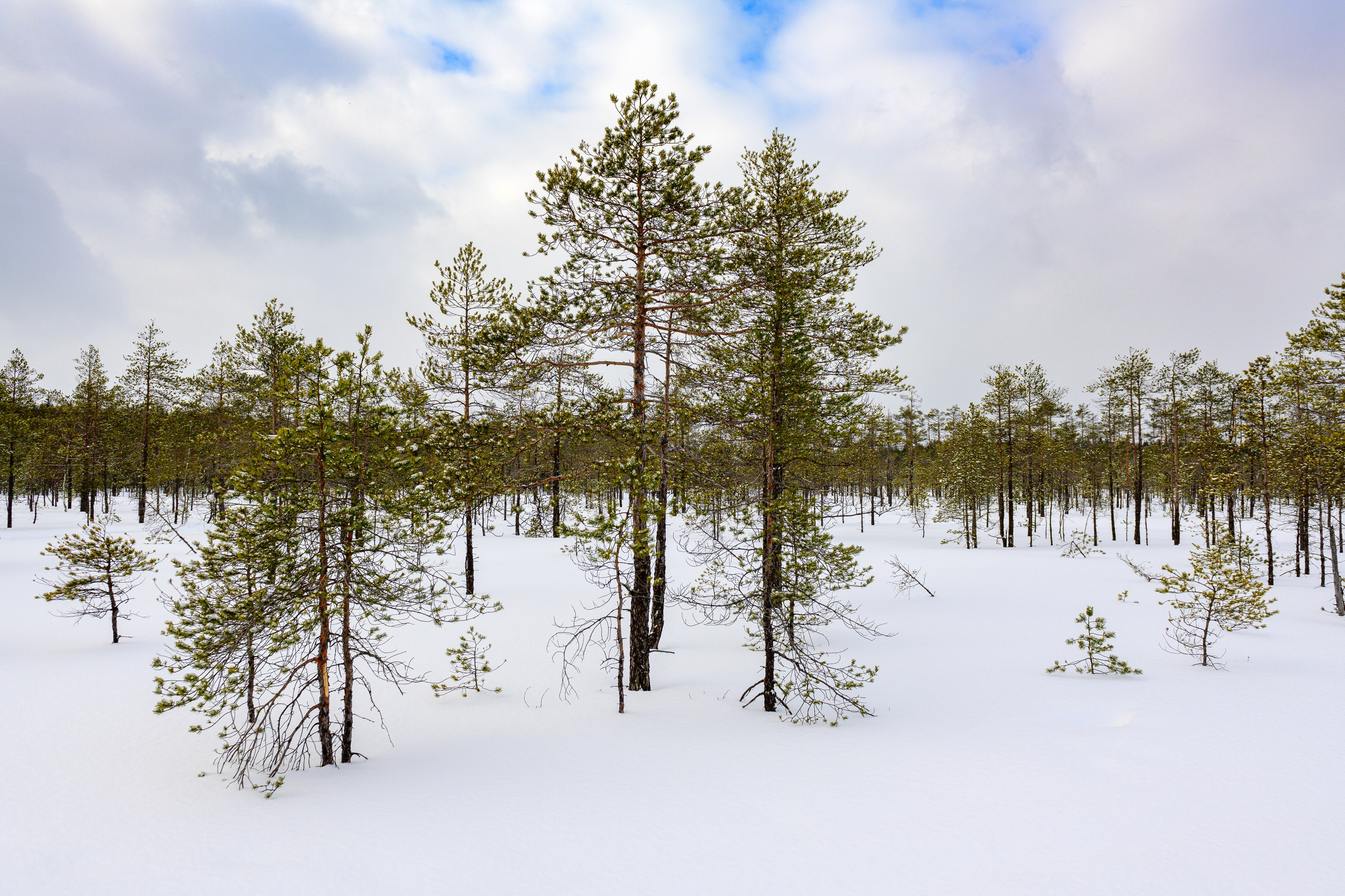 Зимний пейзаж. Замершие болота.  Еще больше видовых фотографий в магазине.