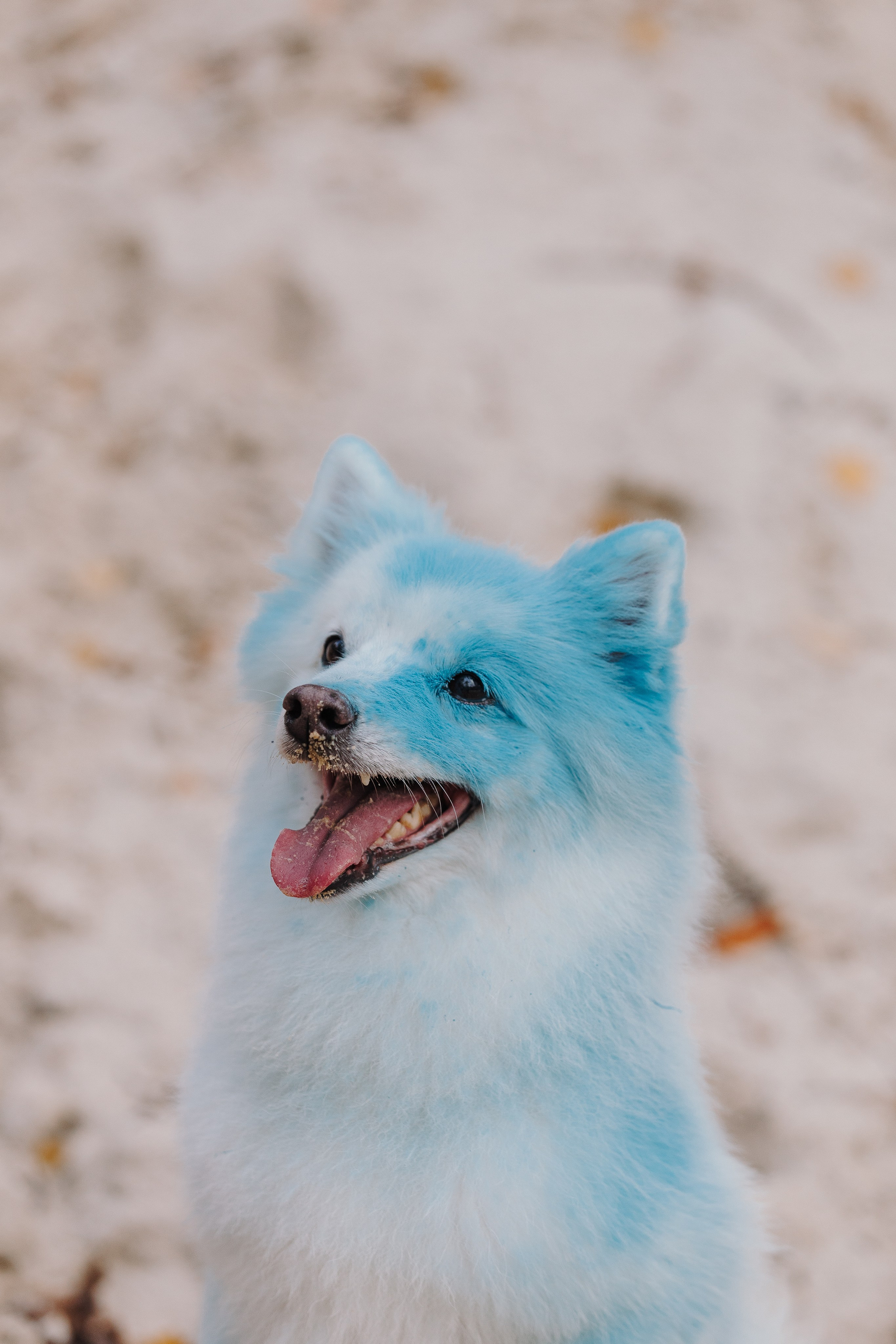 Краски холи. Фотограф анималист Кристина Карпова, Москва