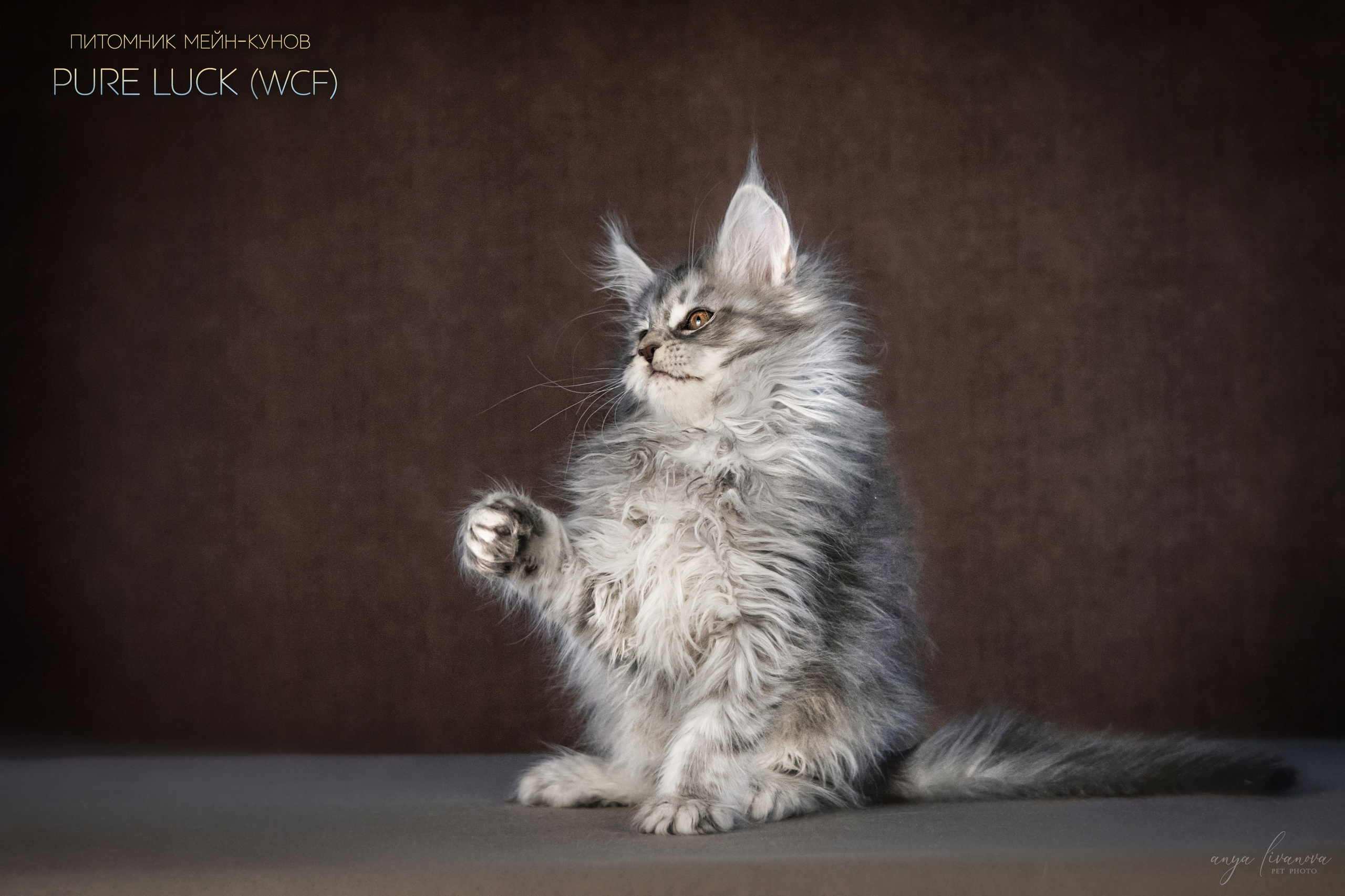 Мейнкуны. Фотограф анималист Аня Ливанова | Рыбинск