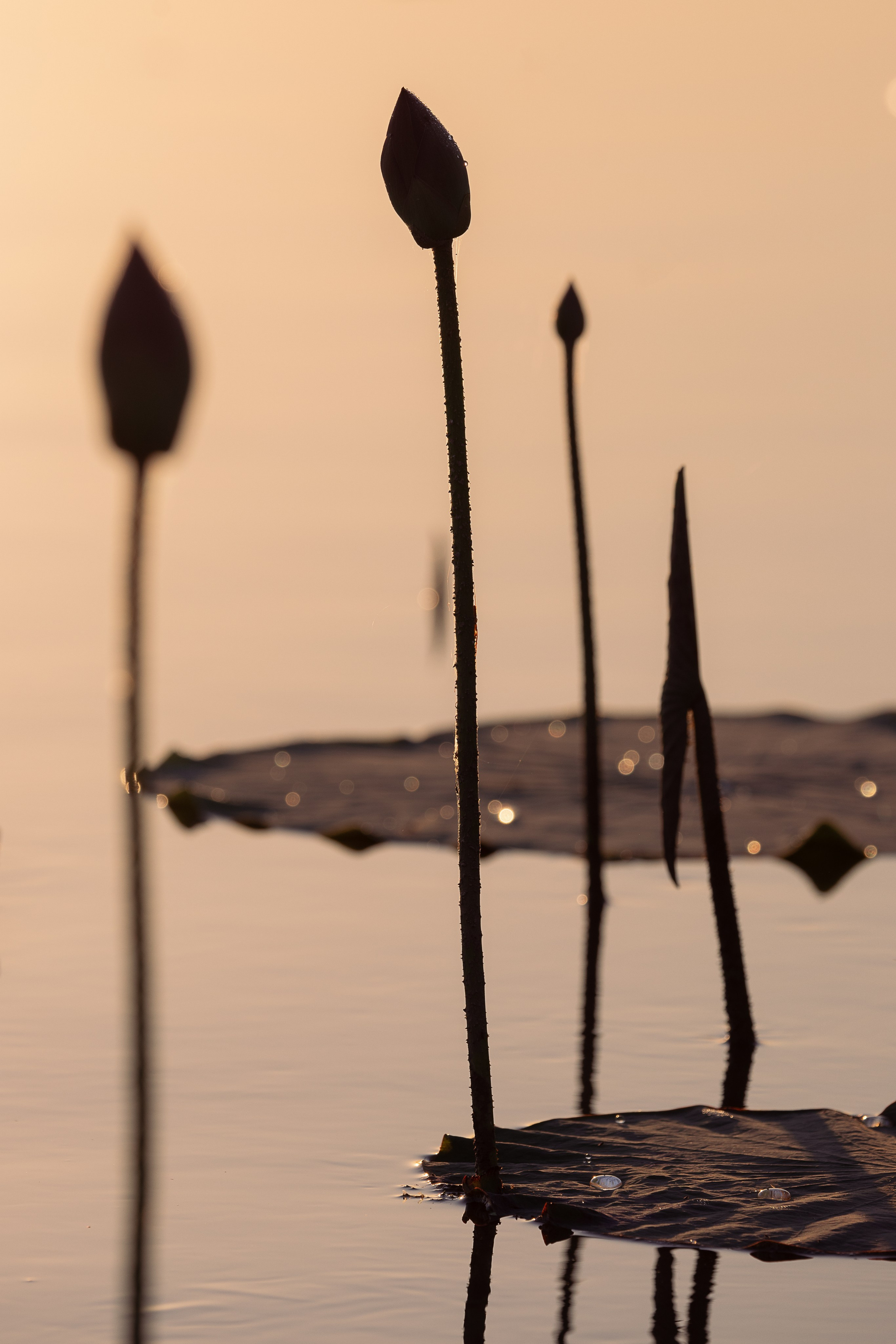 Астраханская область 2025 | Фотограф Дмитрий Купрацевич. Дмитрий Купрацевич профессиональный пейзажный и travel-фотограф